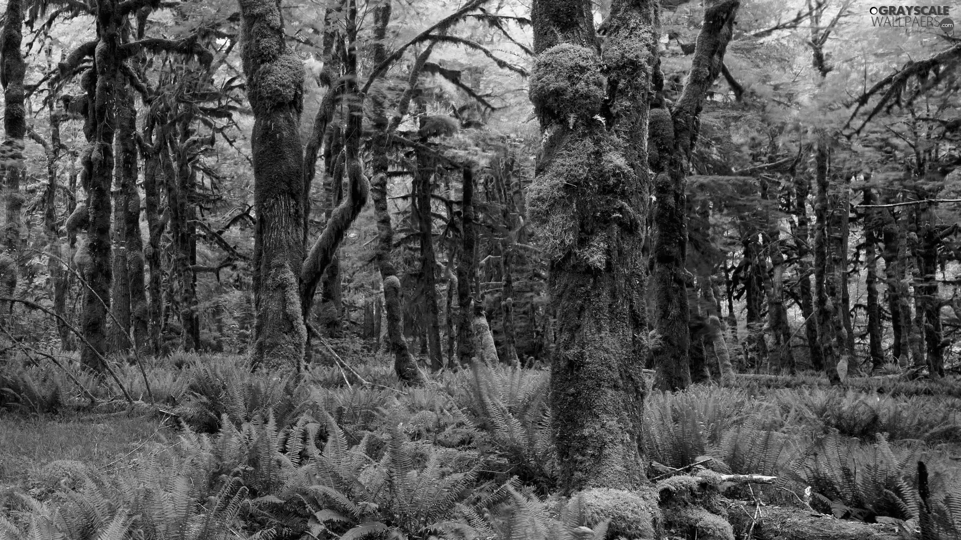 Beatyfull, forest, fern, Green