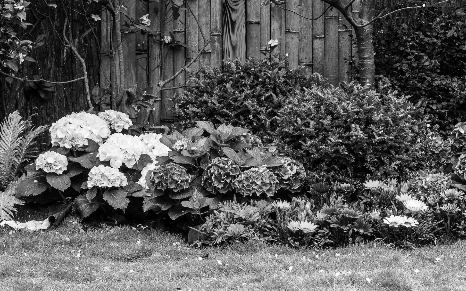 flower-bed, Bush, fern, Flower
