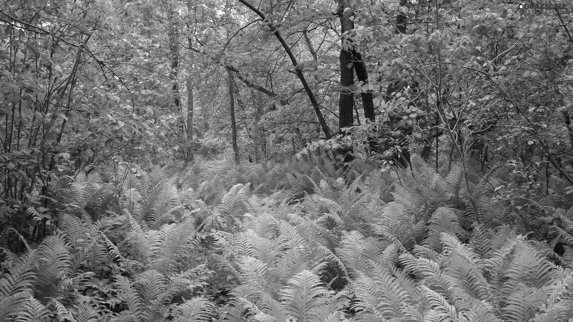 trees, forest, Bush, fern, viewes, green ones