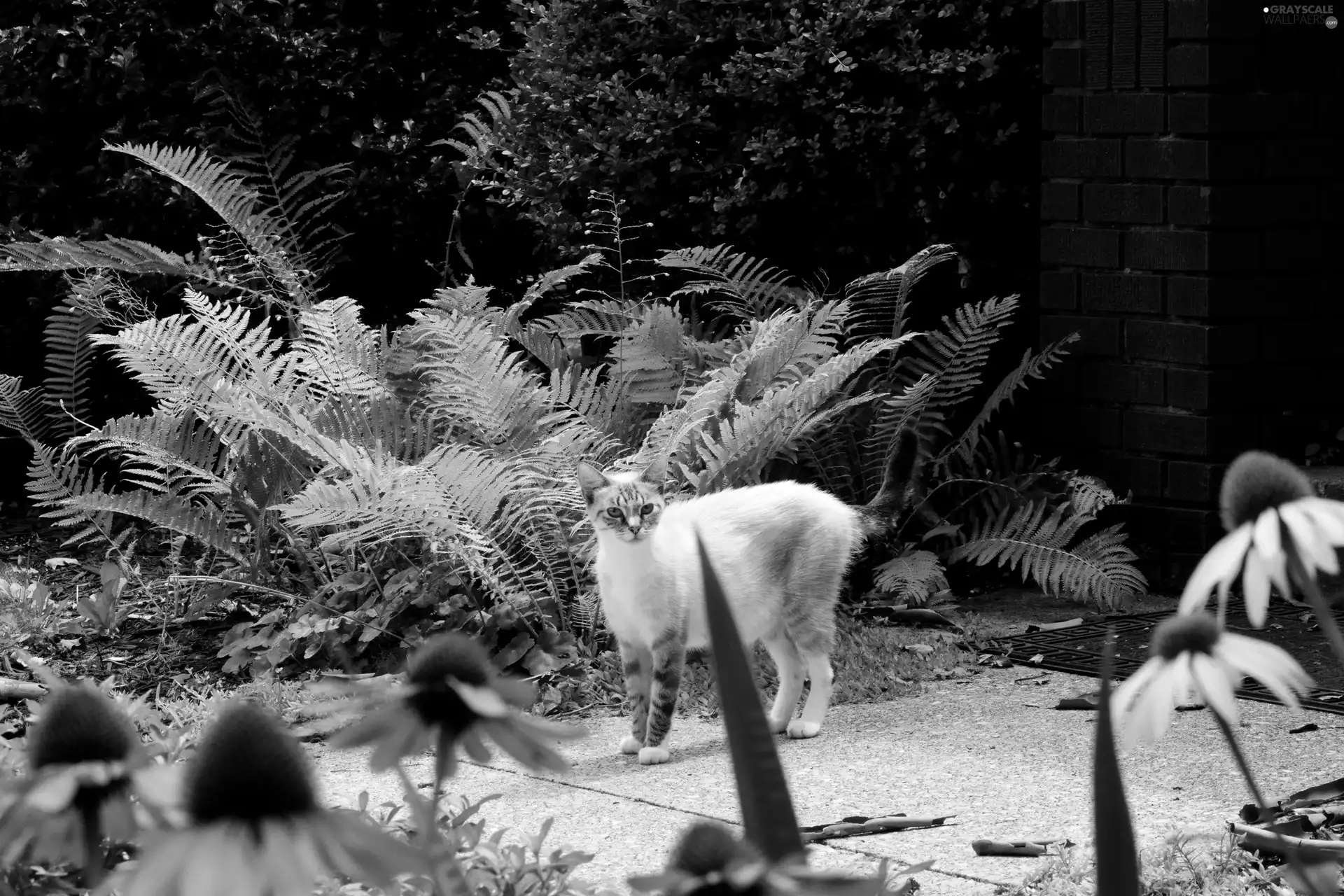 cat, fern