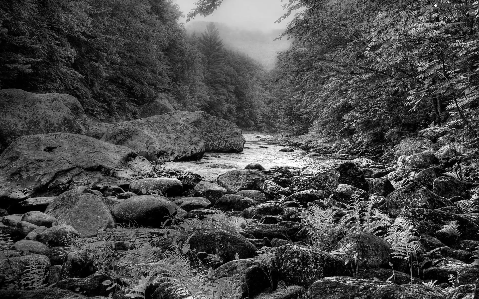 fern, Fog, River, Stones, forest