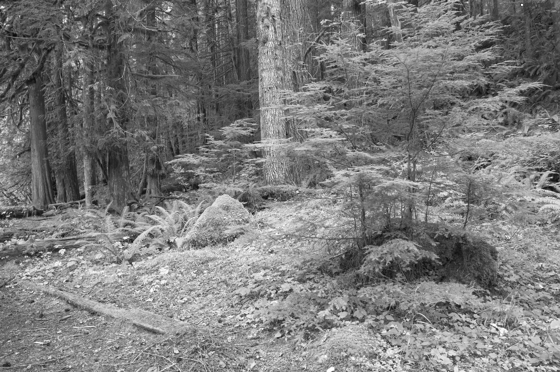 forest, fern