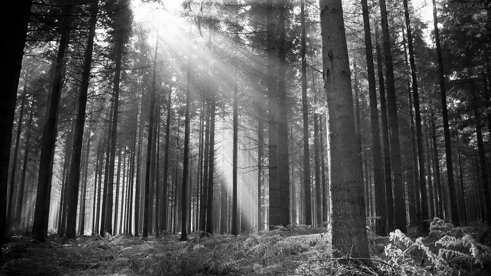 forest, sun, fern, rays