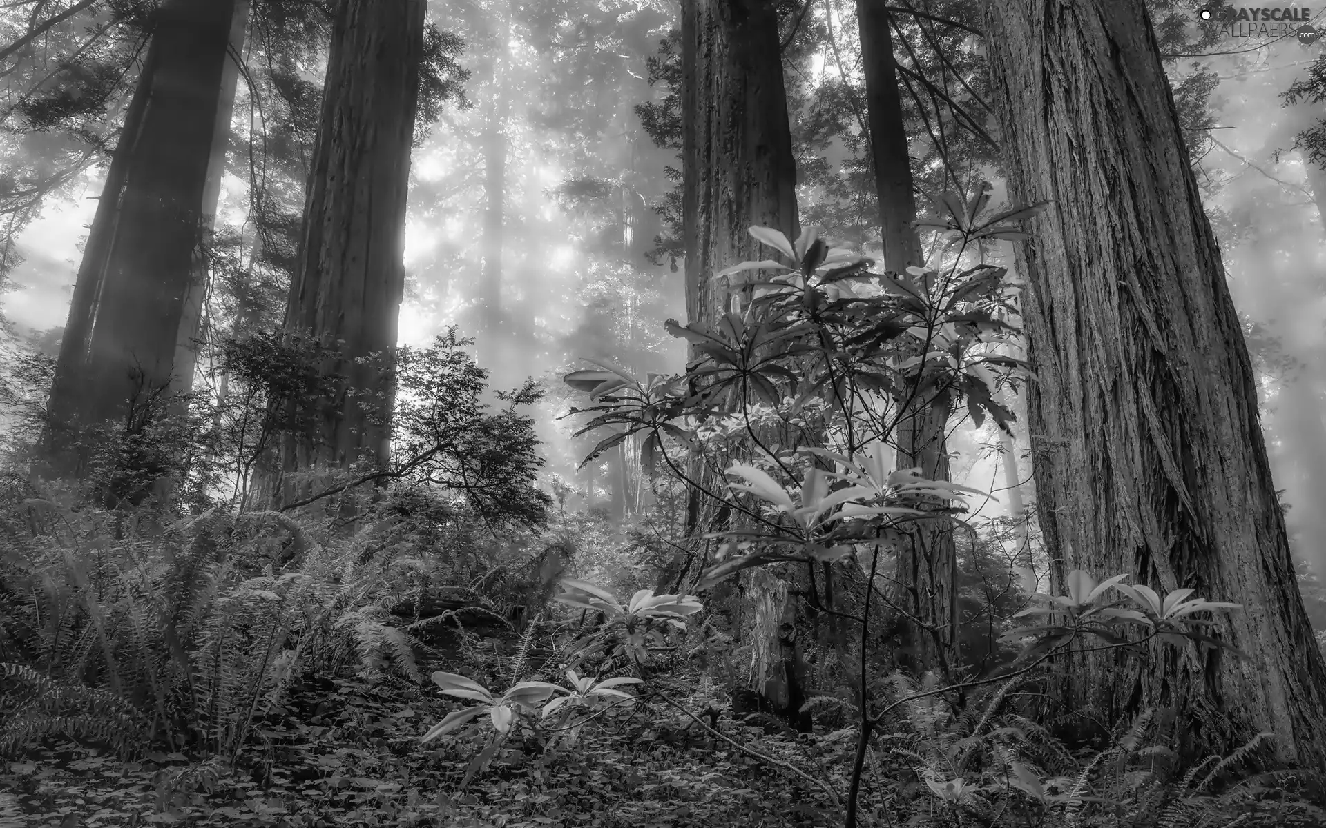 forest, VEGETATION, fern, Fog