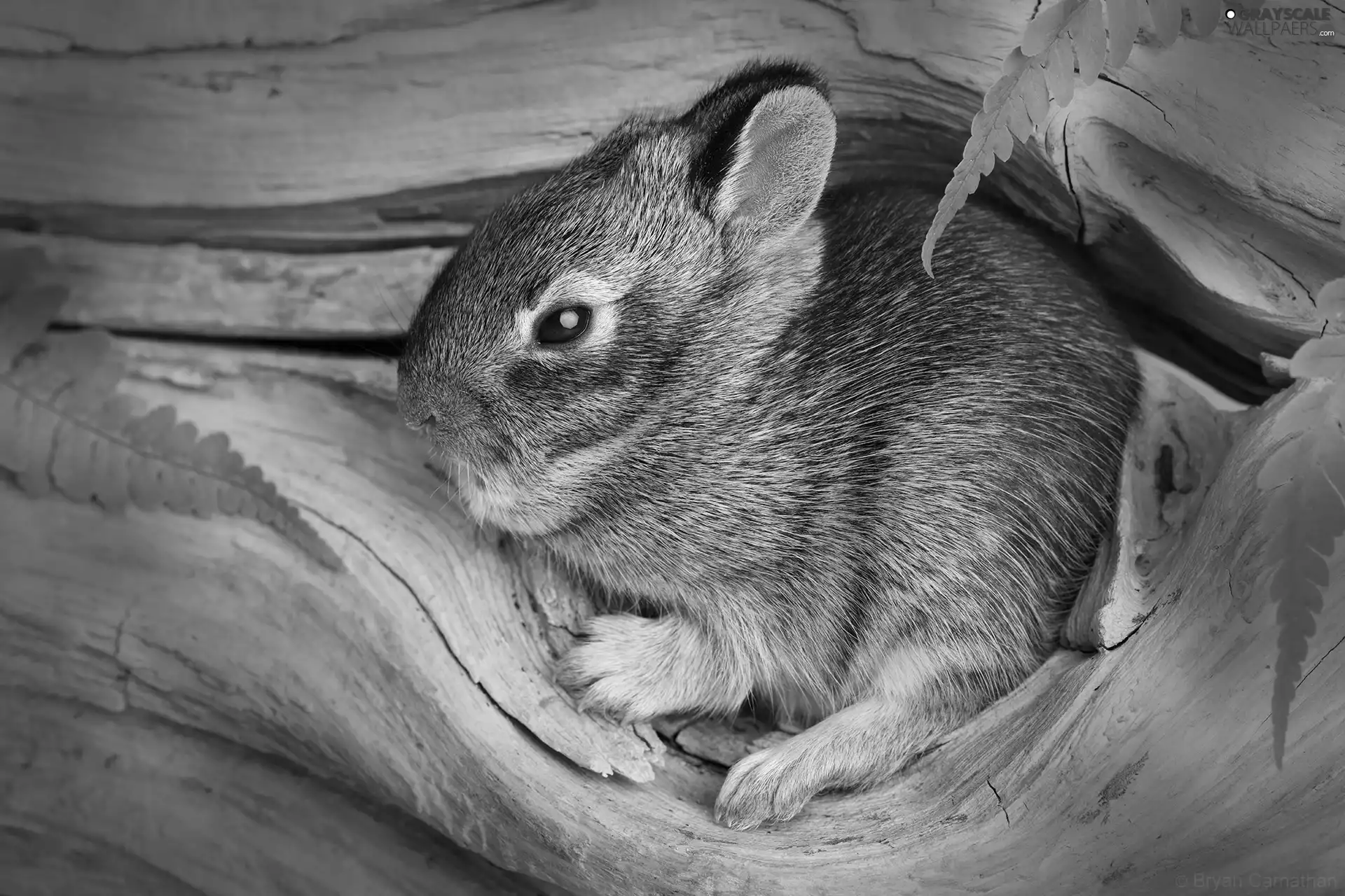 Wild Rabbit, hole, Leaf, small, trees, camouflage, Fern