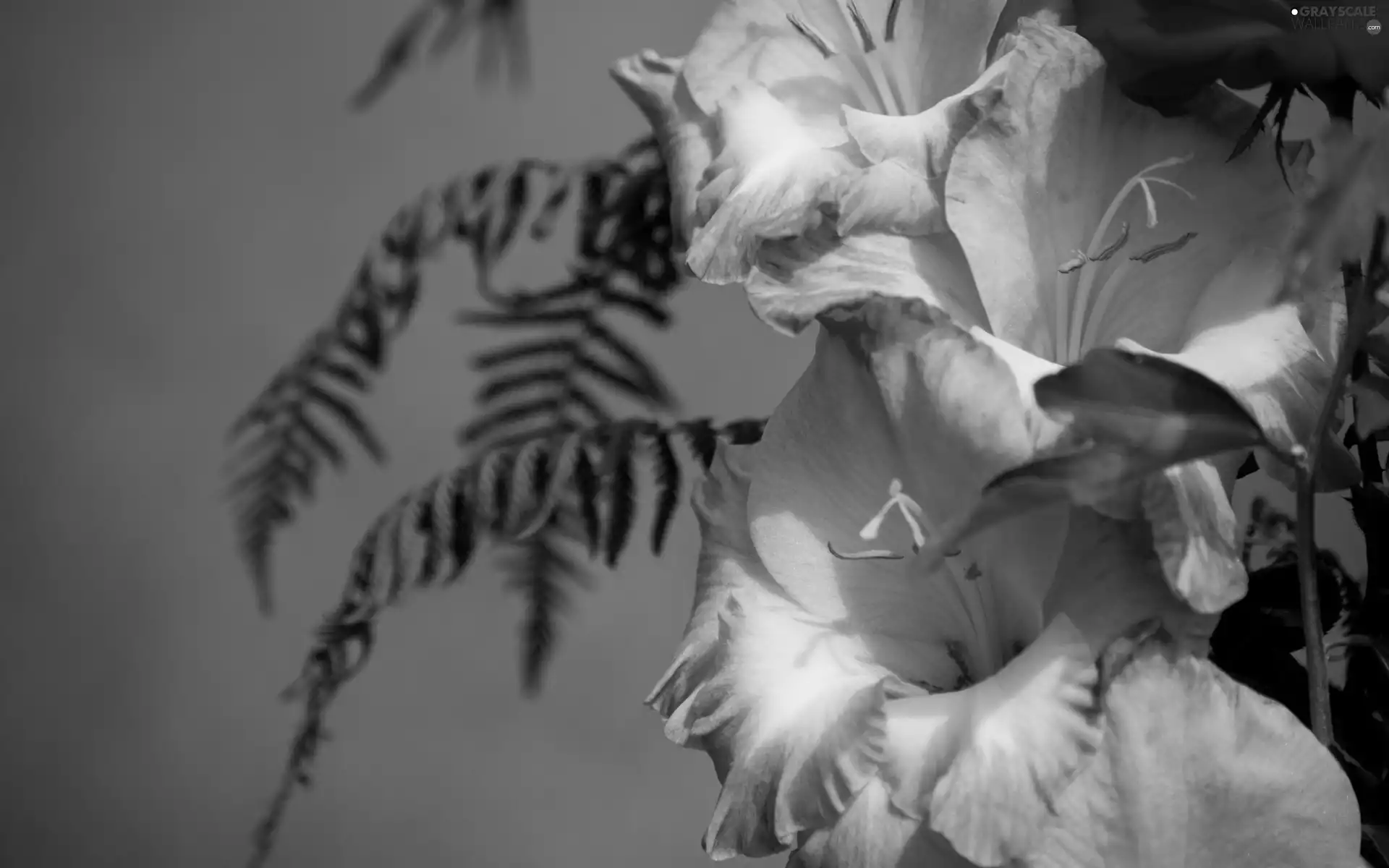 fern, Orange, gladioli
