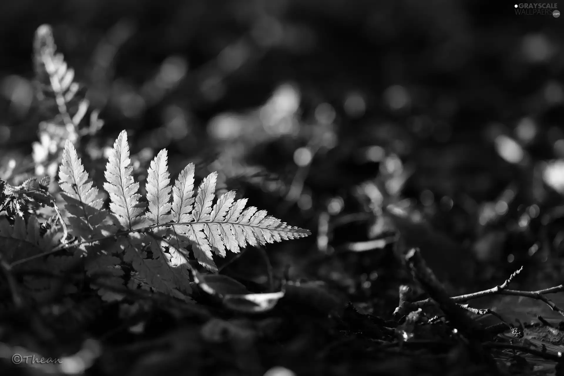 leaf, fern