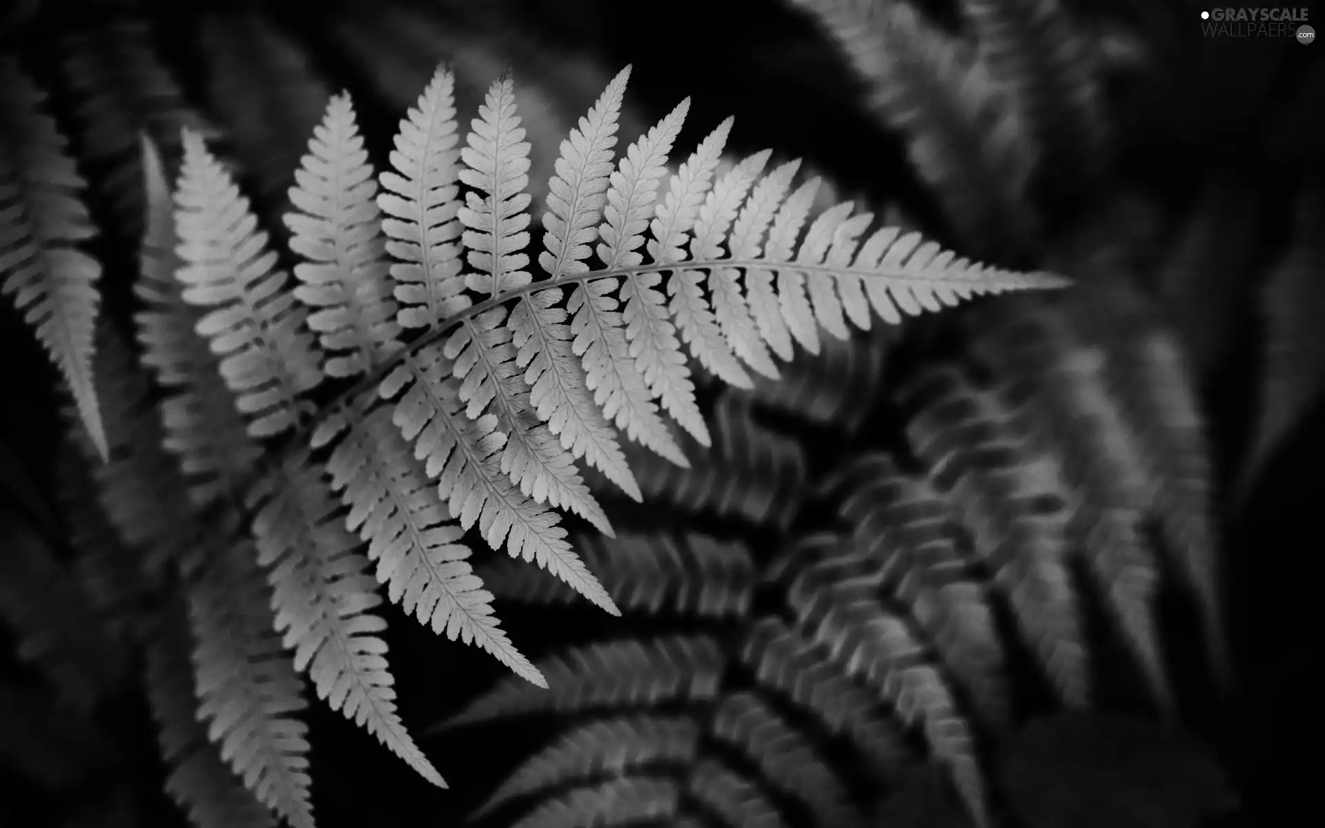 Leaf, fern