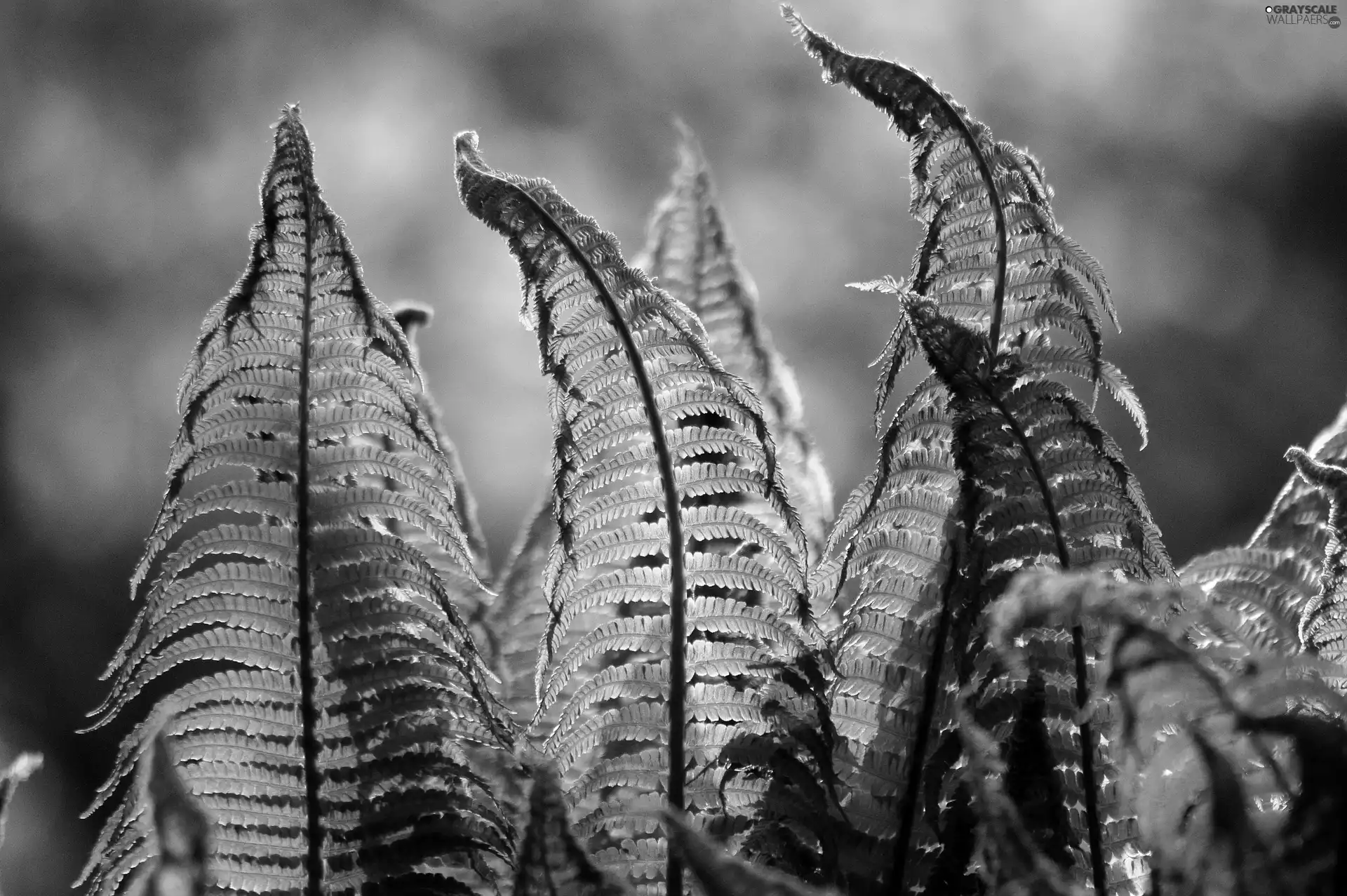 Leaf, fern