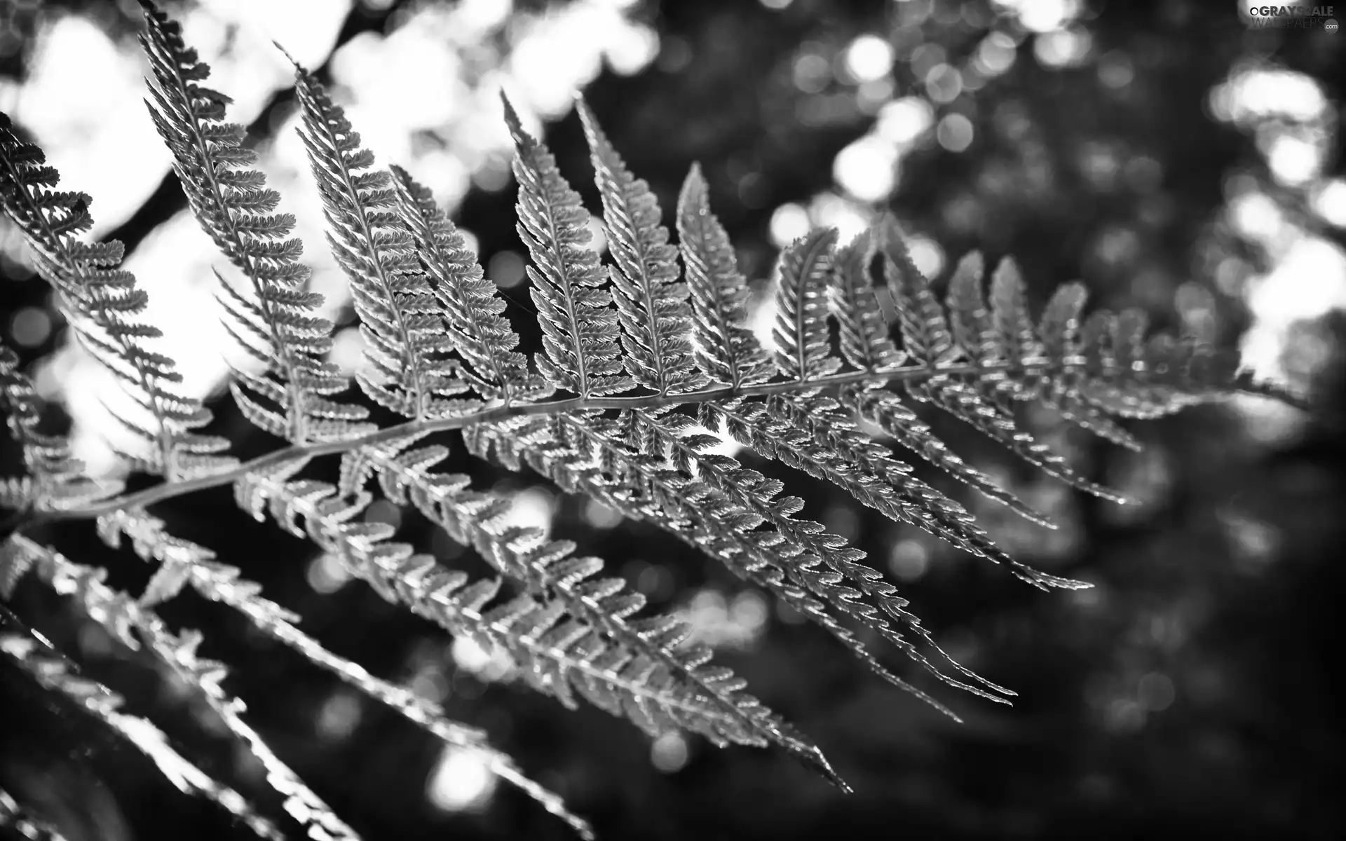 leaf, fern