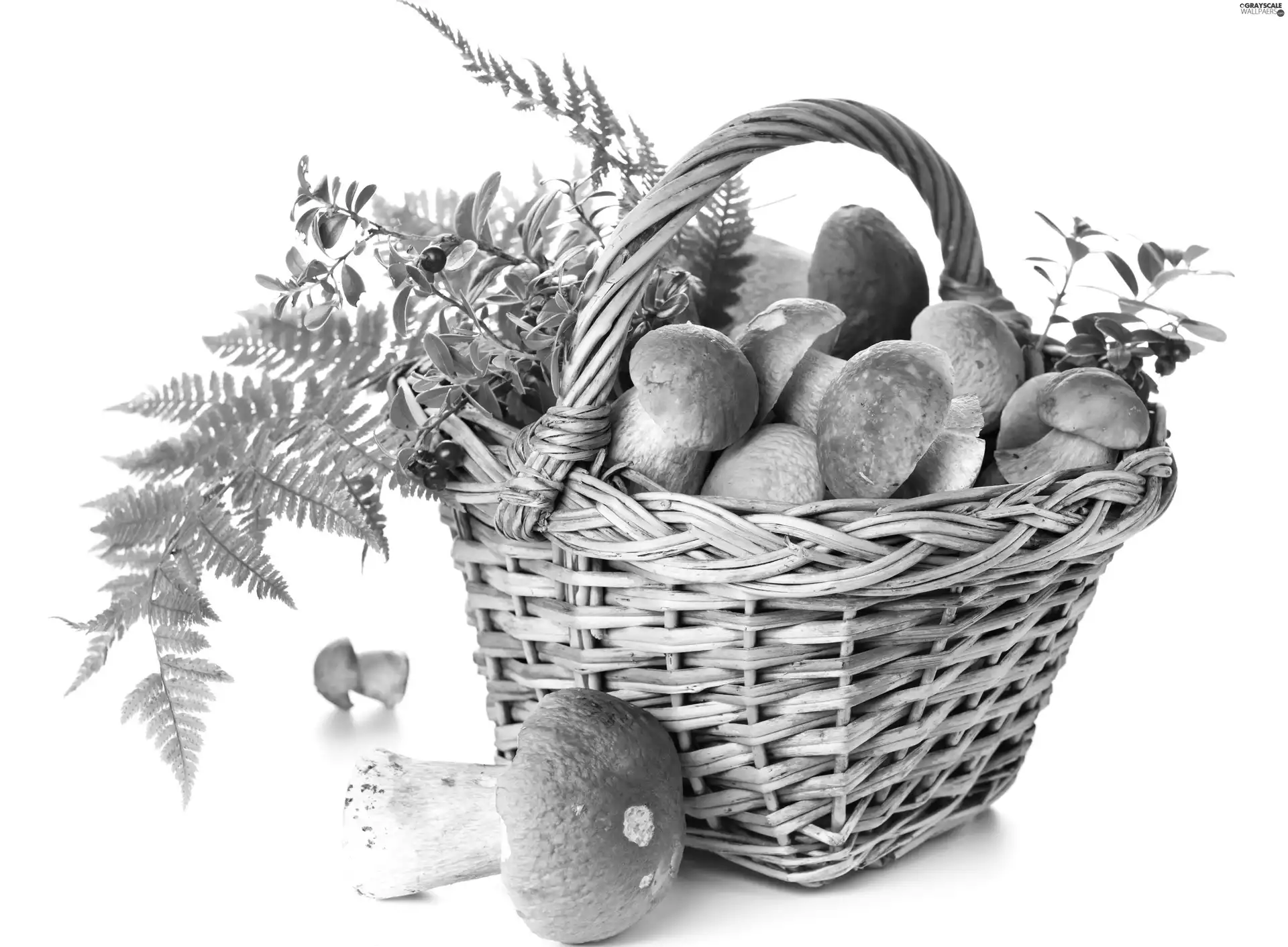 Fern, basket, mushroom