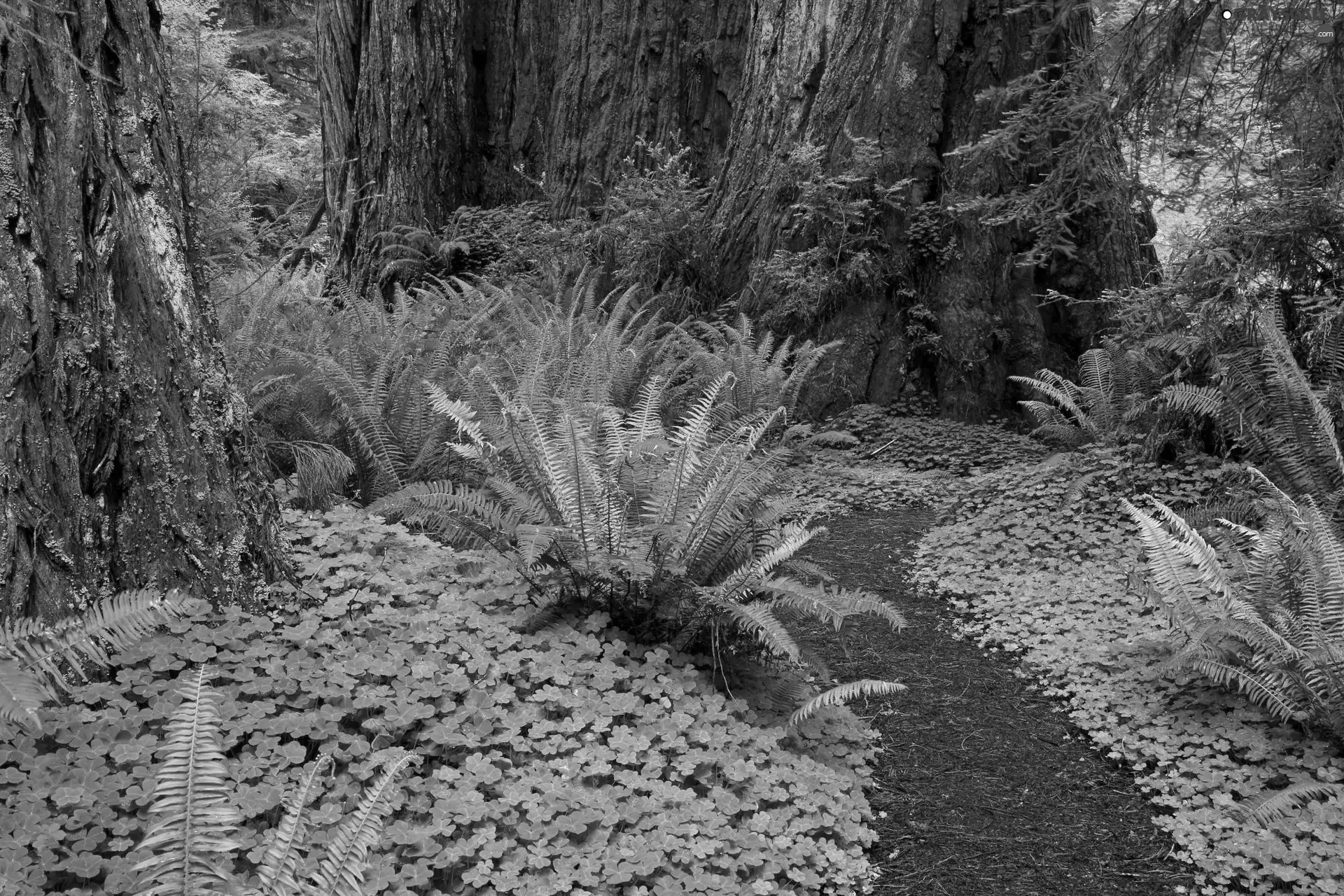 fern, forest, Path