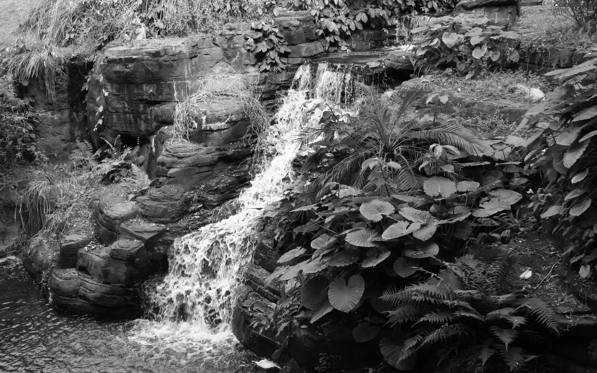 fern, Plants, waterfall, rocks, small