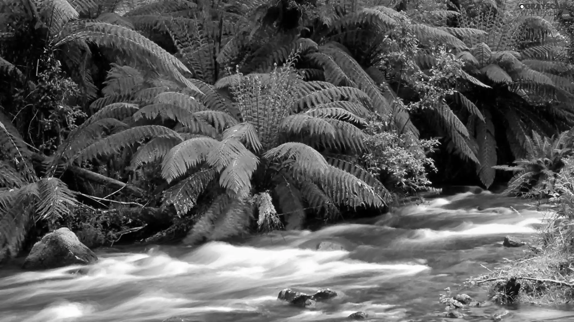 stream, fern