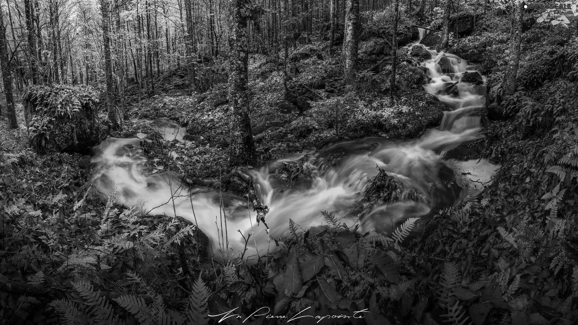 viewes, forest, stream, fern, River, trees