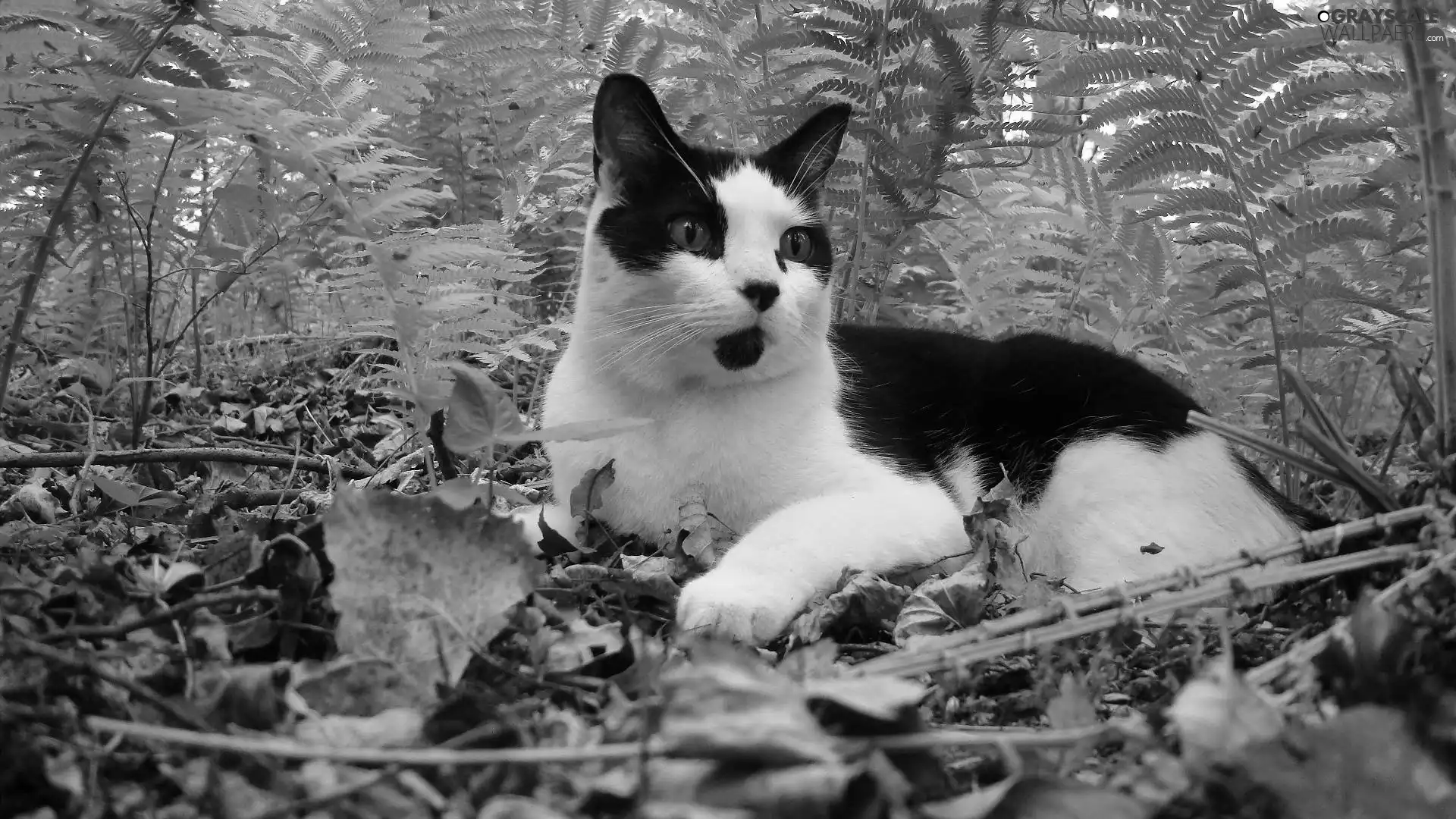 white, kitten, Fern, Black