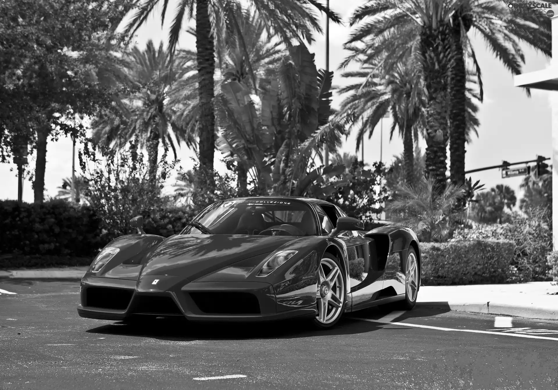 Palms, Red, Ferrari Enzo