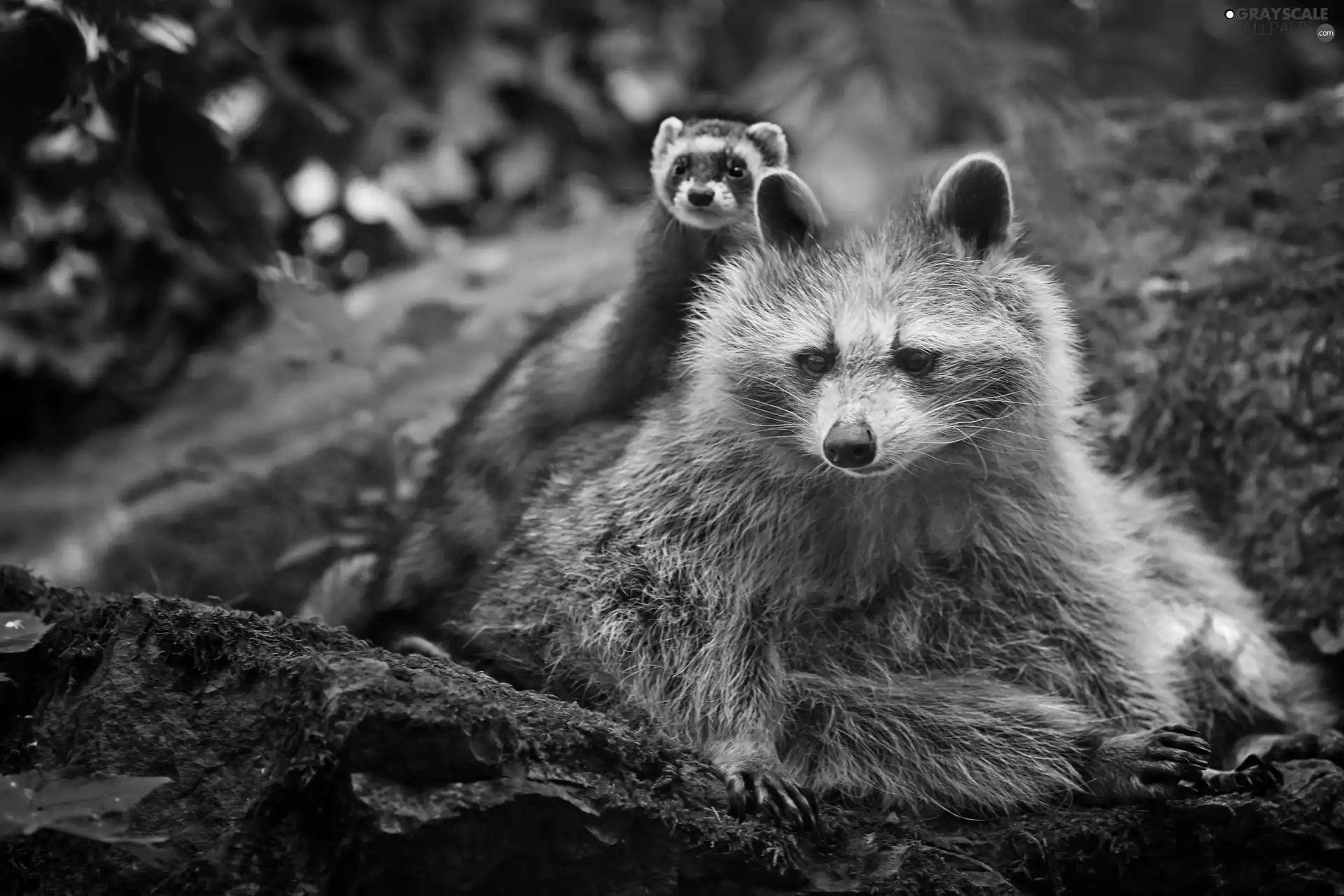 ferret, raccoon, raccoon