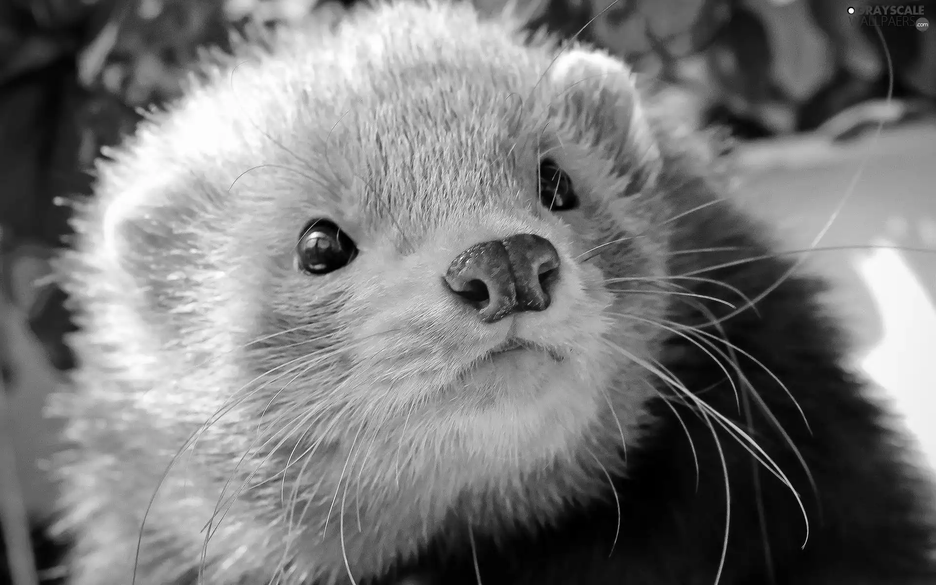 ferret