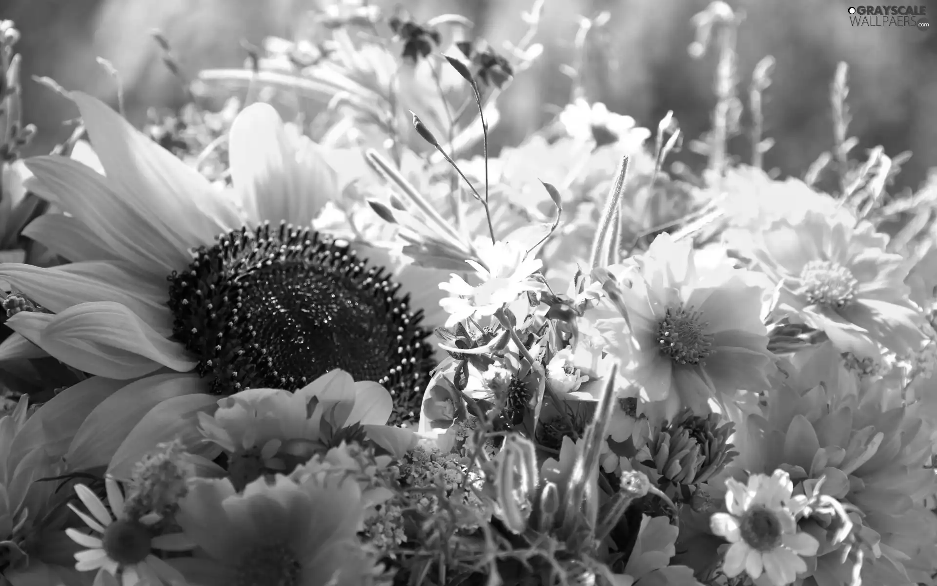 Sunflower, wild, Fflowers, bouquet