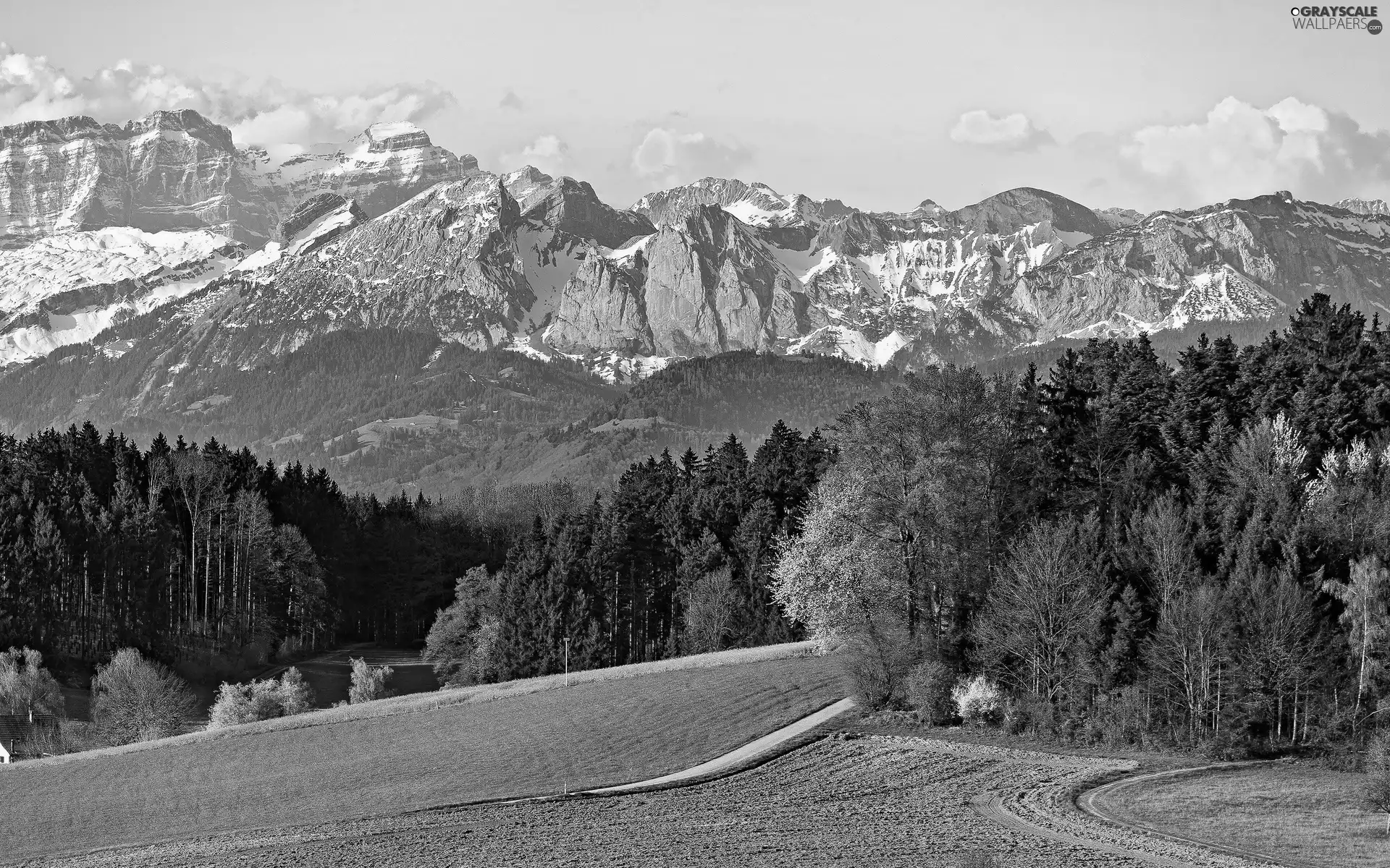 beatyfull, woods, field, Mountains