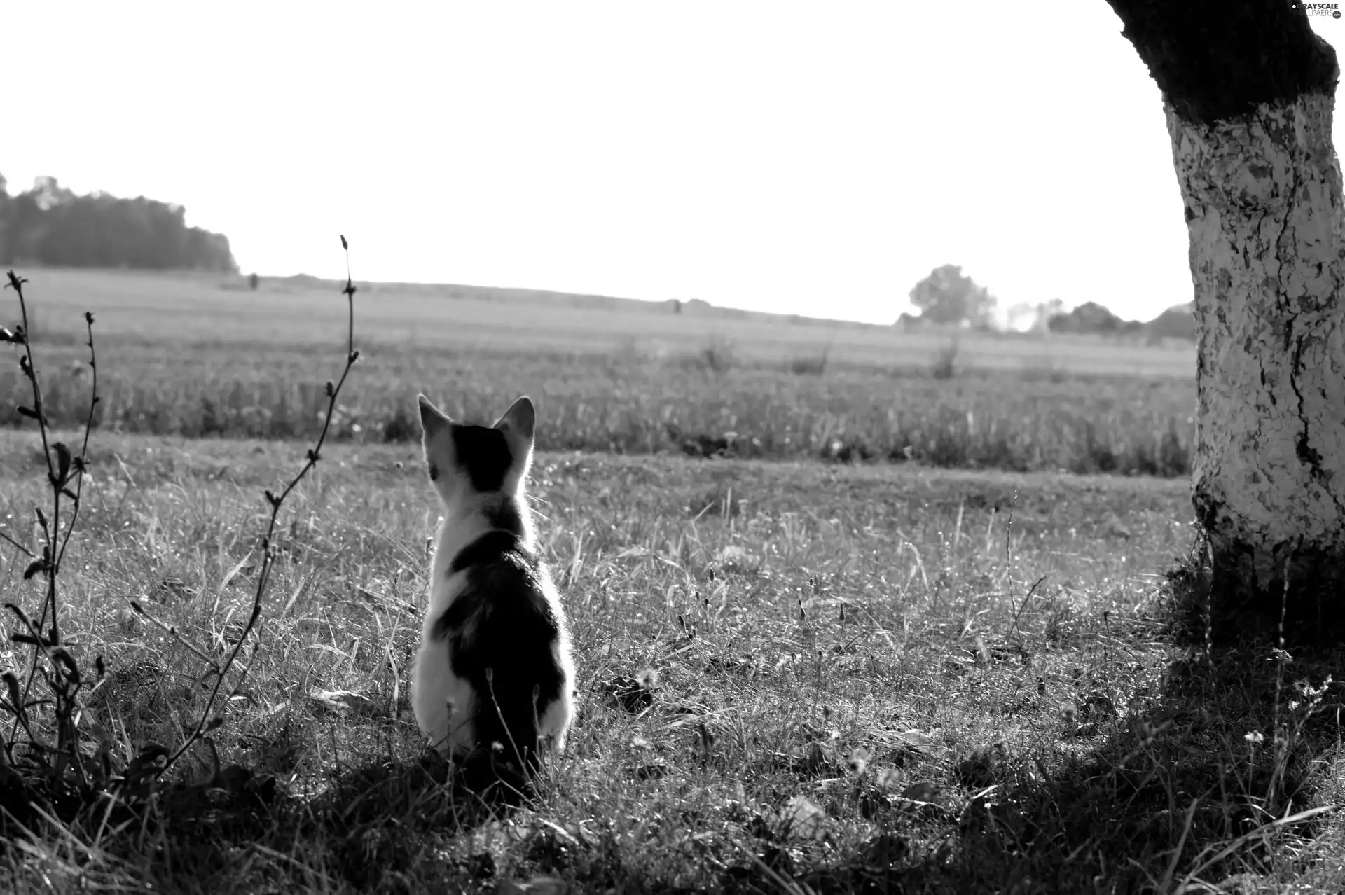 cat, Field