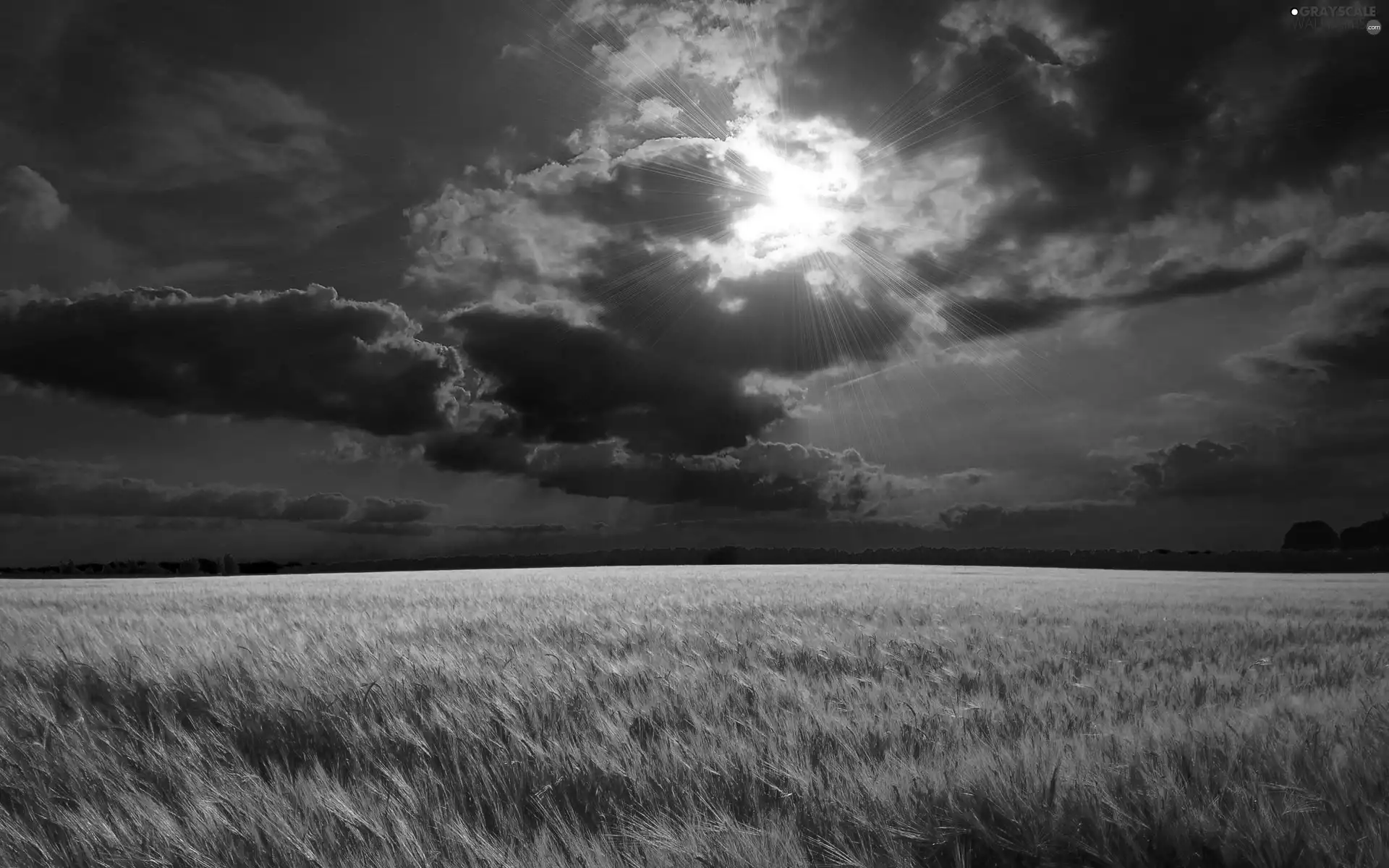 field, cereals, sun, clouds, west