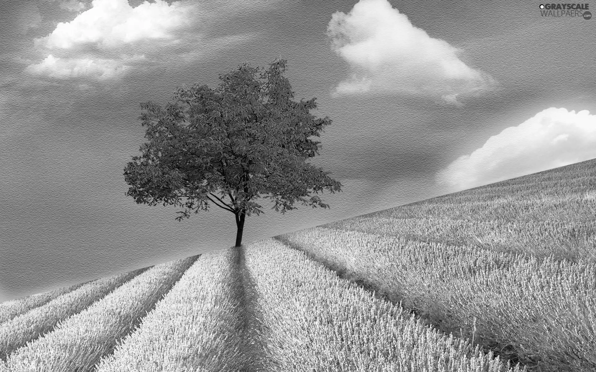 Field, Narrow-Leaf Lavender, Pink, trees, clouds