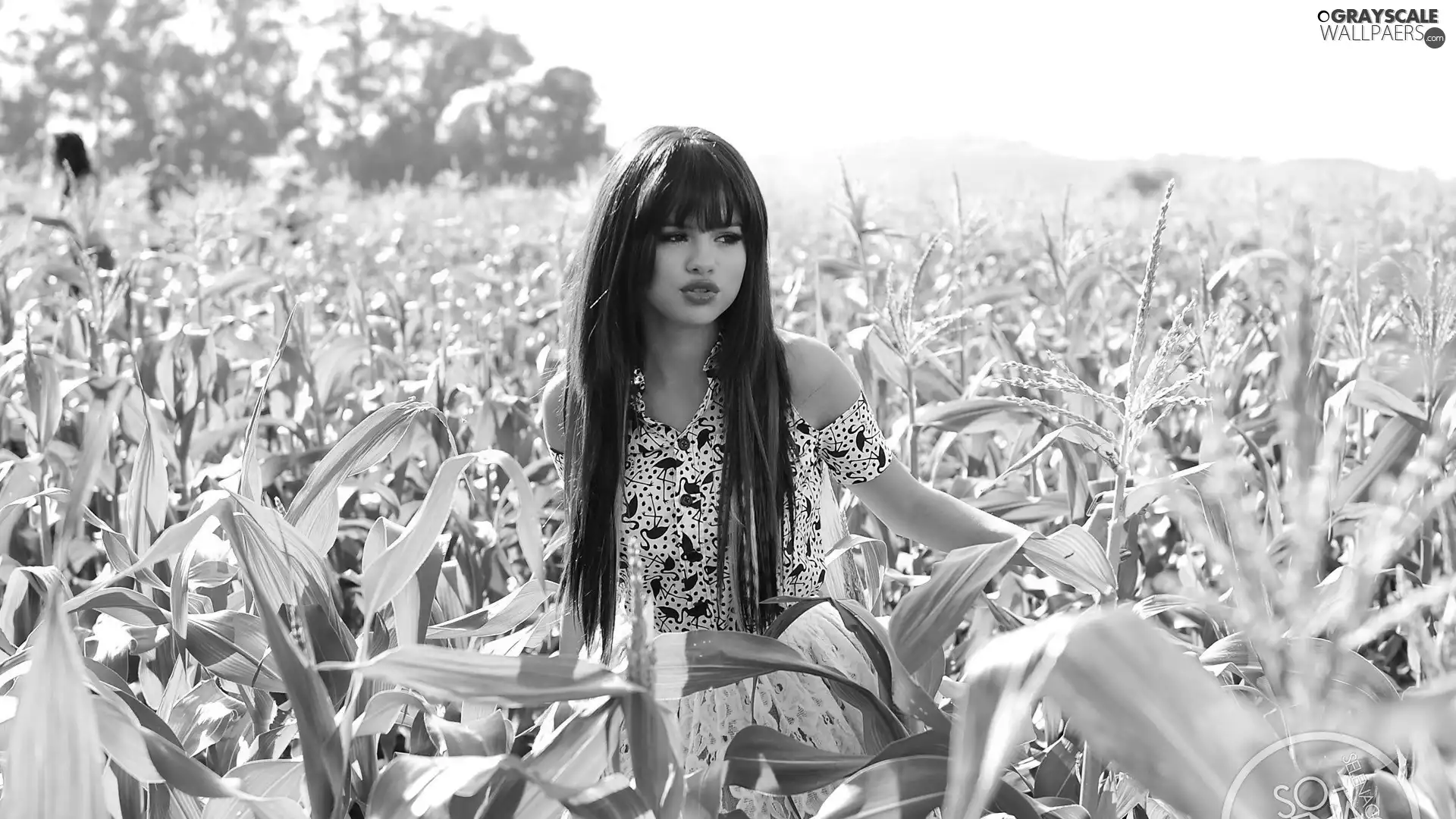 Field, corn-cob, color, Hair, Women