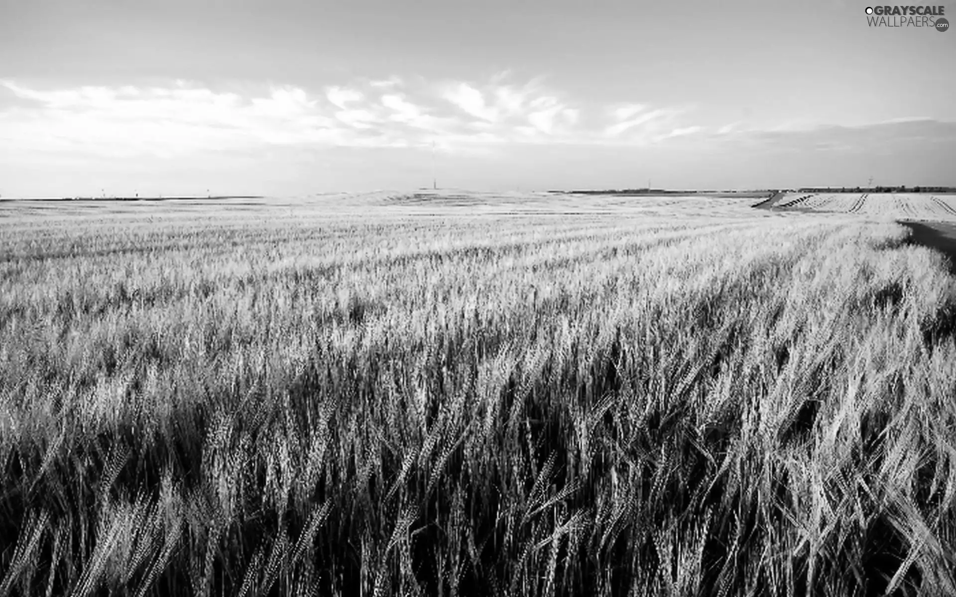 corn, Field