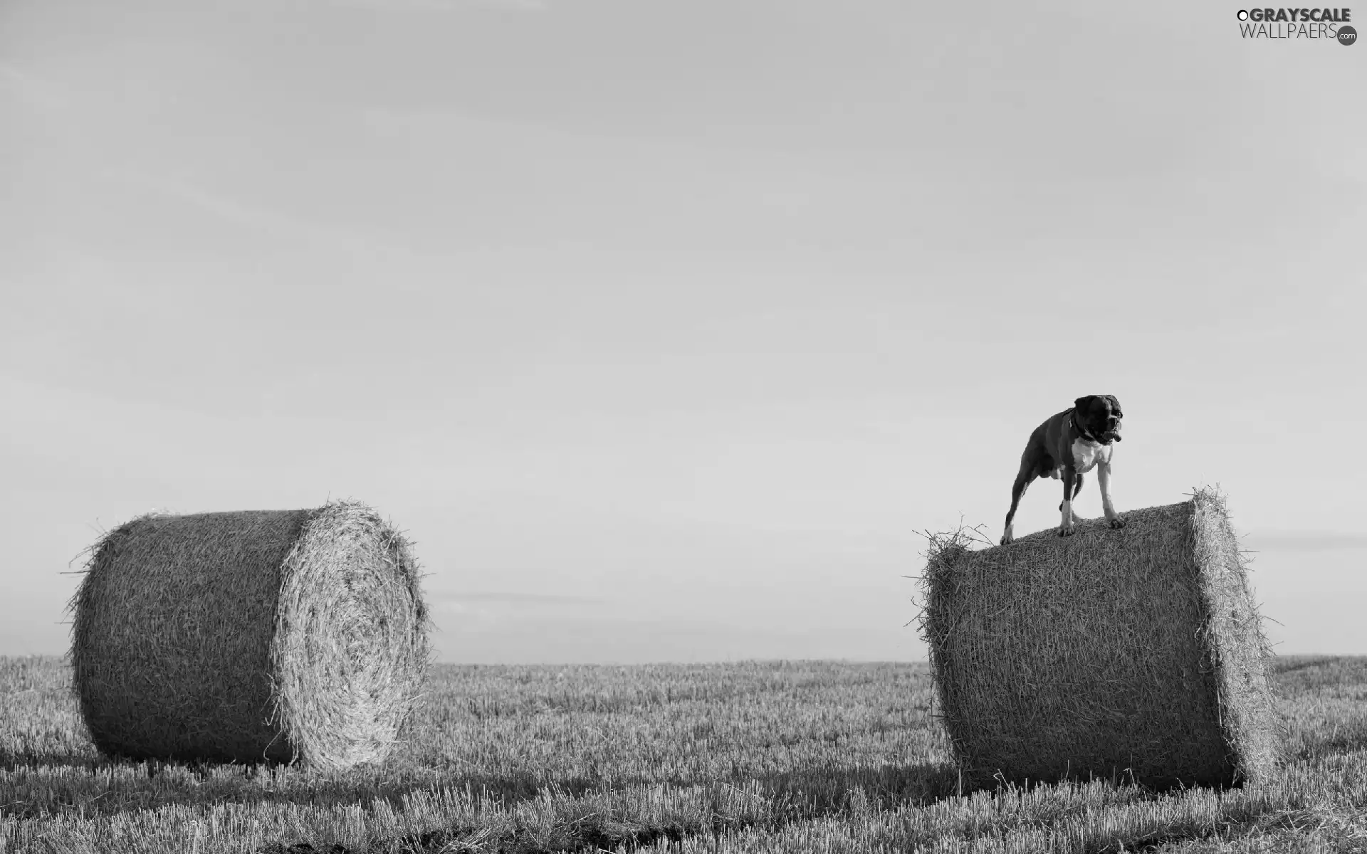 dog, Sky, Field, boxer