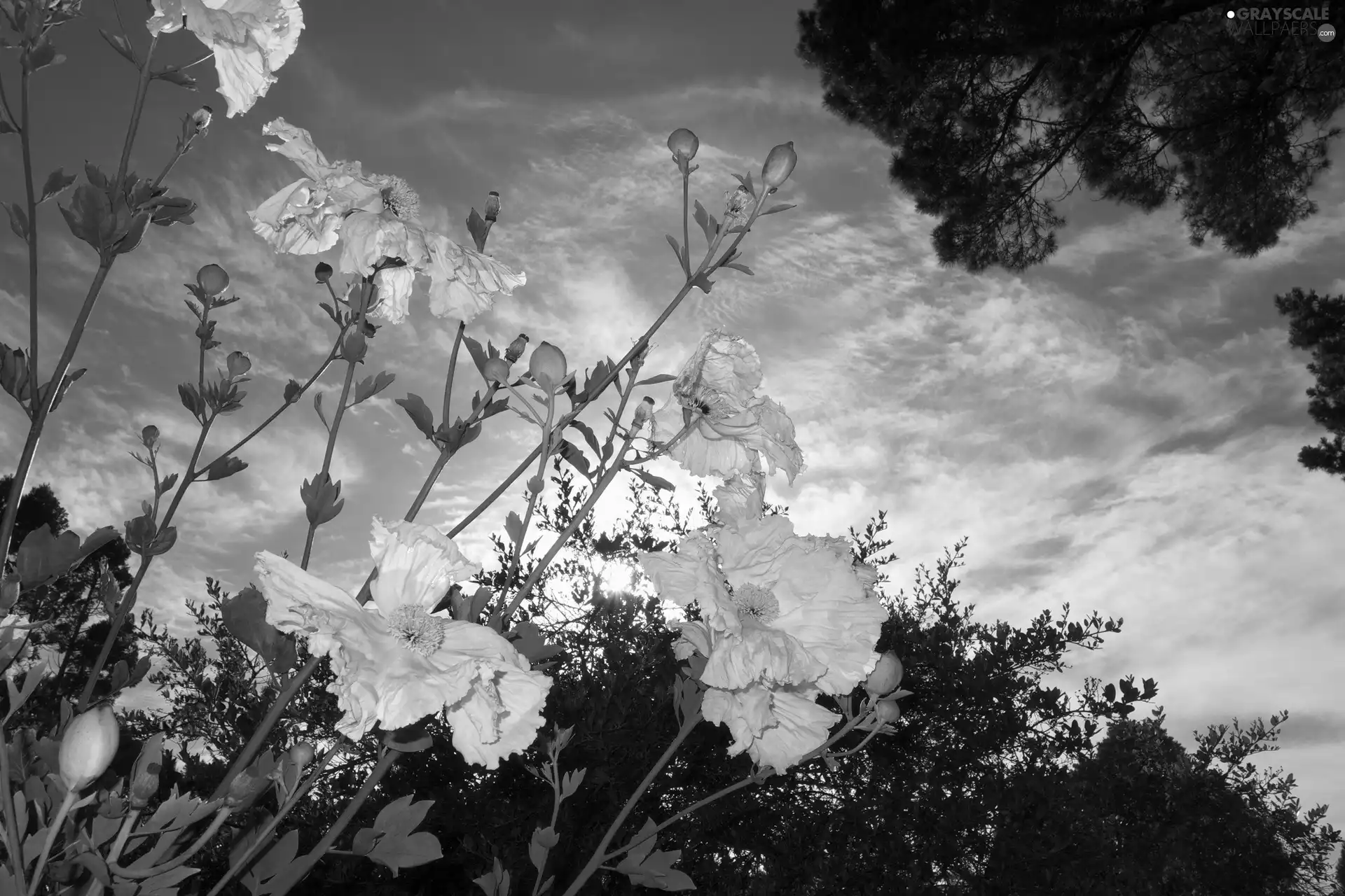 Field, clouds, Flowers