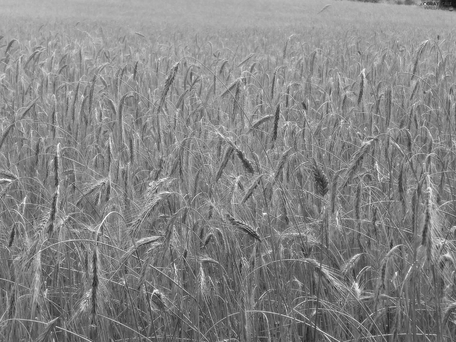 gold, Field