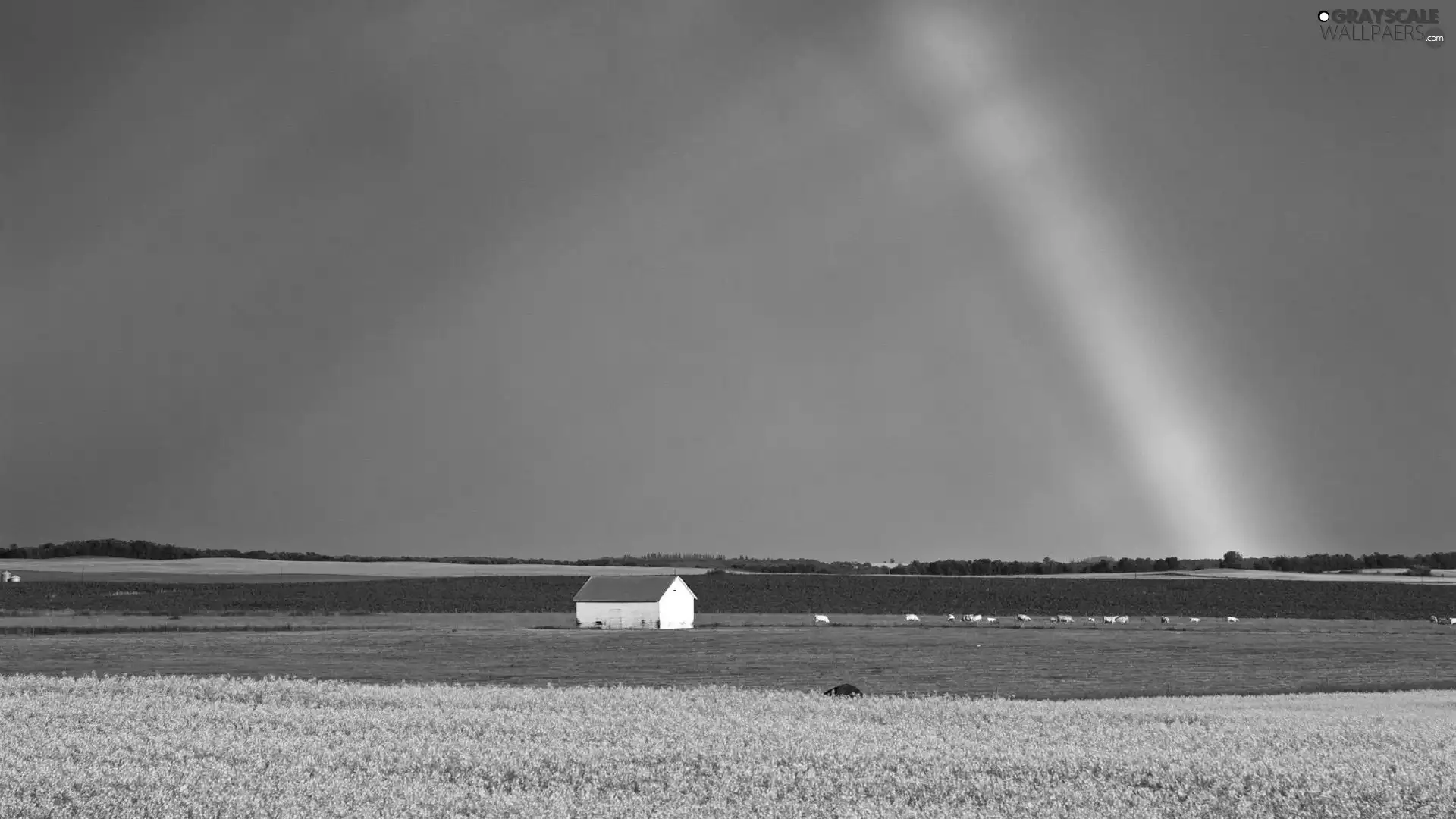 rape, Great Rainbows, Field