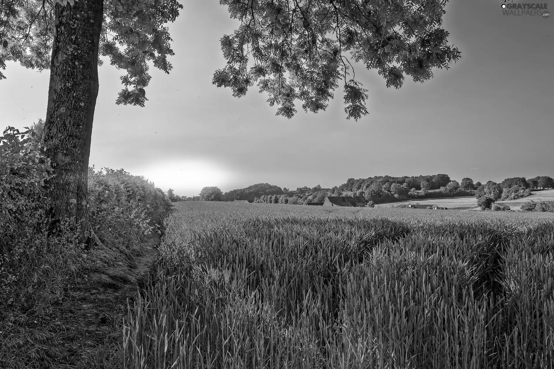 Great Sunsets, trees, Field