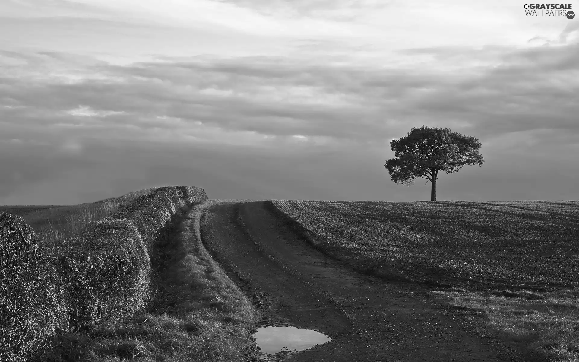 Field, hedge, Way, trees, Field