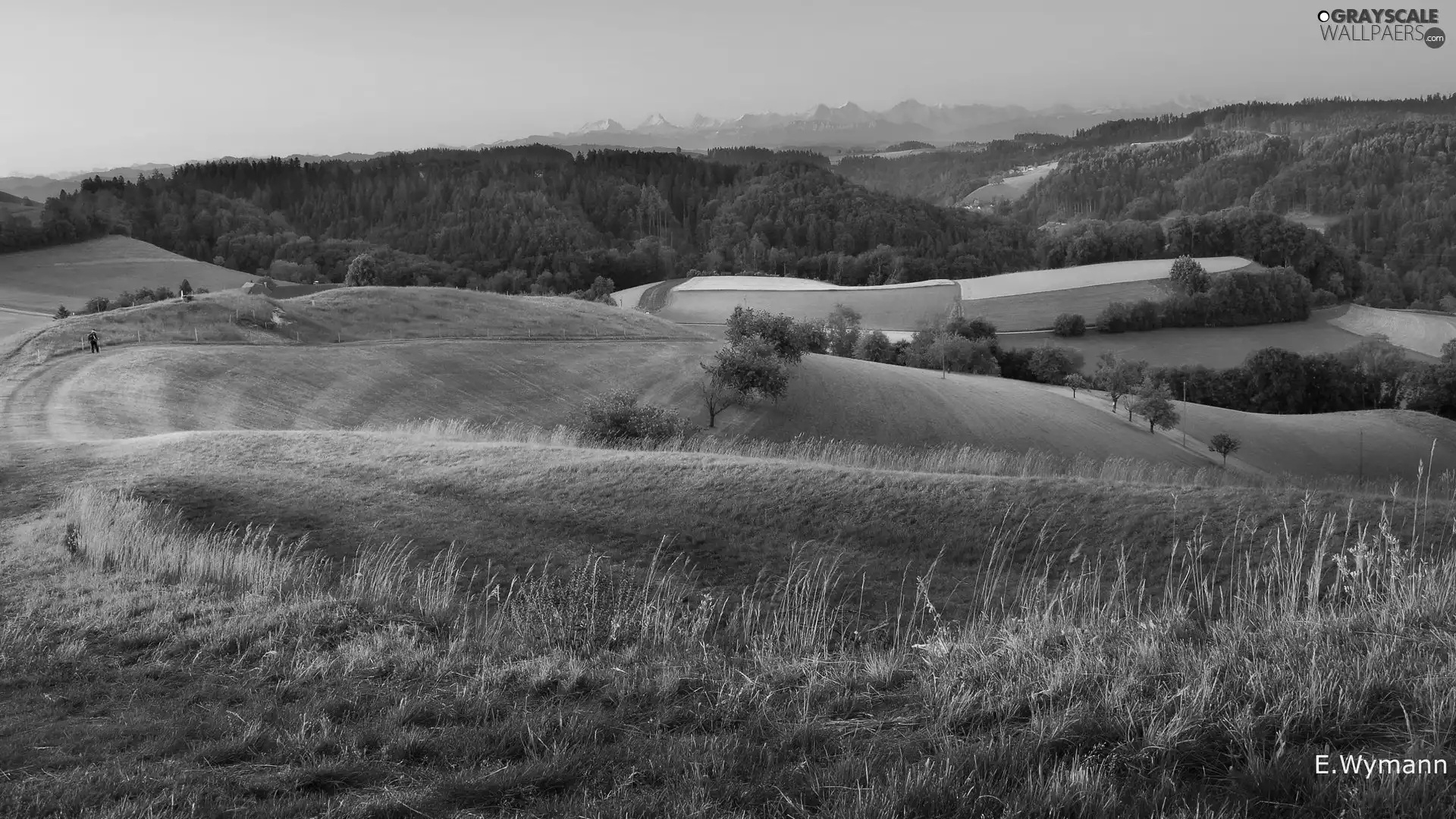 viewes, The Hills, field, Mountains, Meadow, trees