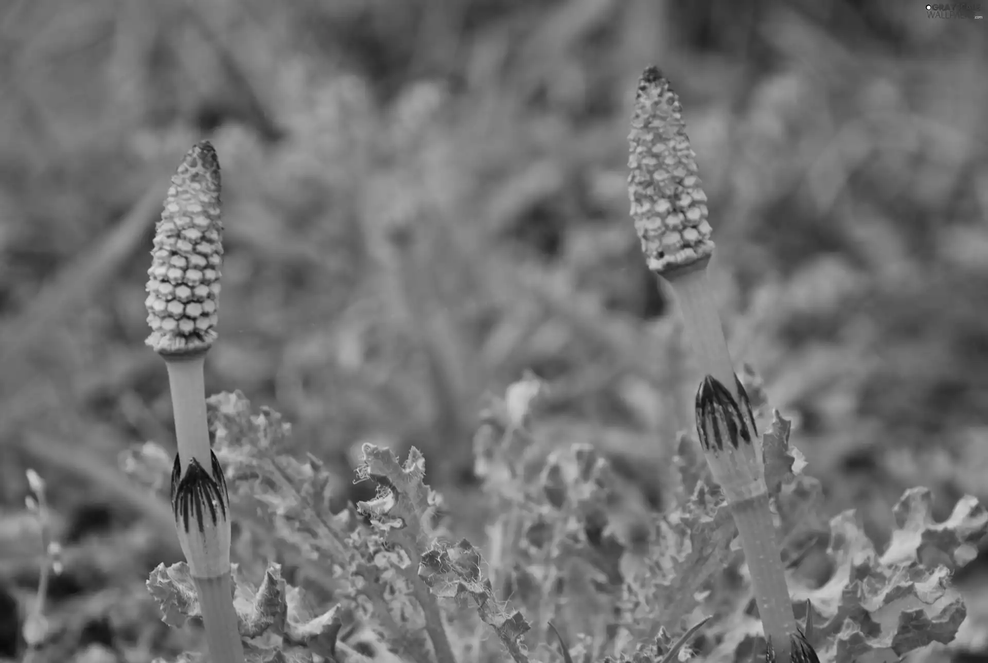 Leaf, horsetail, field, shoots