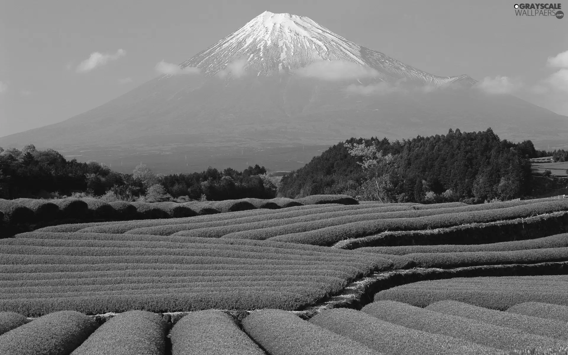 mountains, field