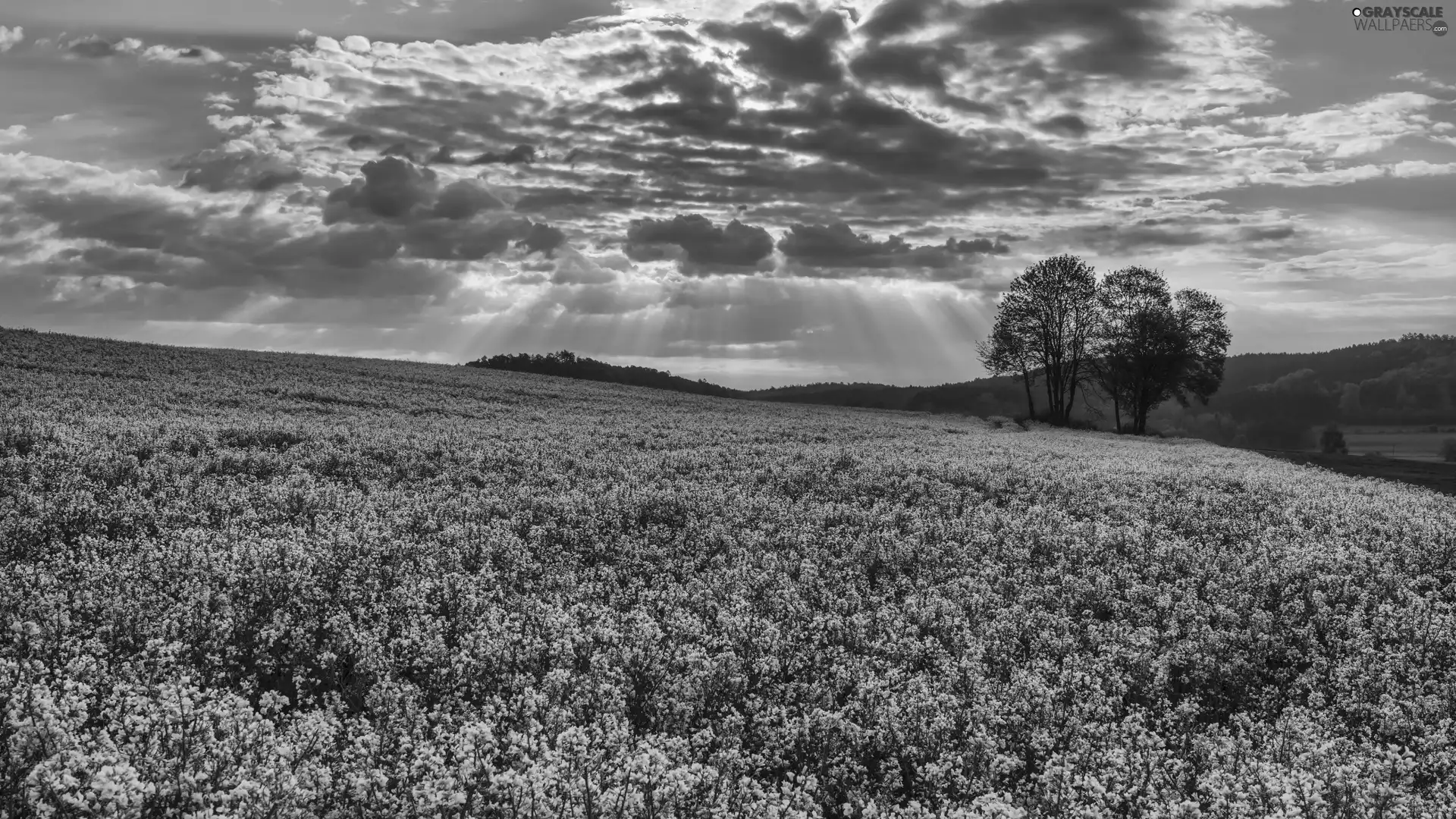 viewes, rays of the Sun, rape, trees, Field