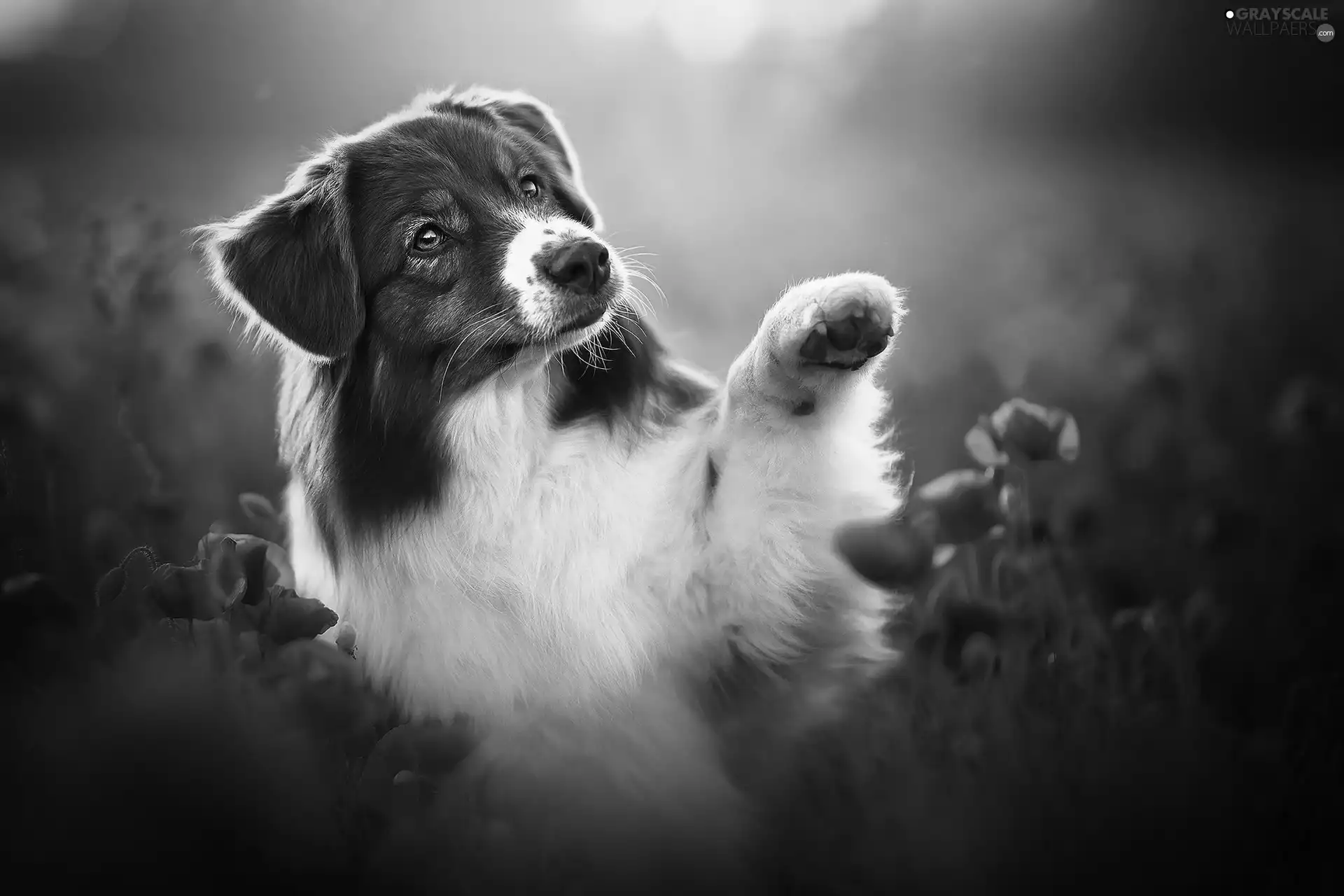 dog, Field, papavers, Australian Shepherd