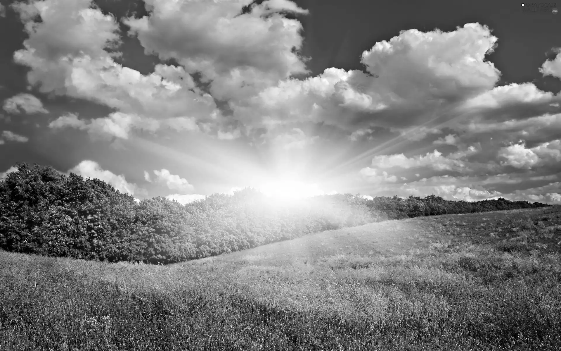 Field, poppy, rays, sun, clouds