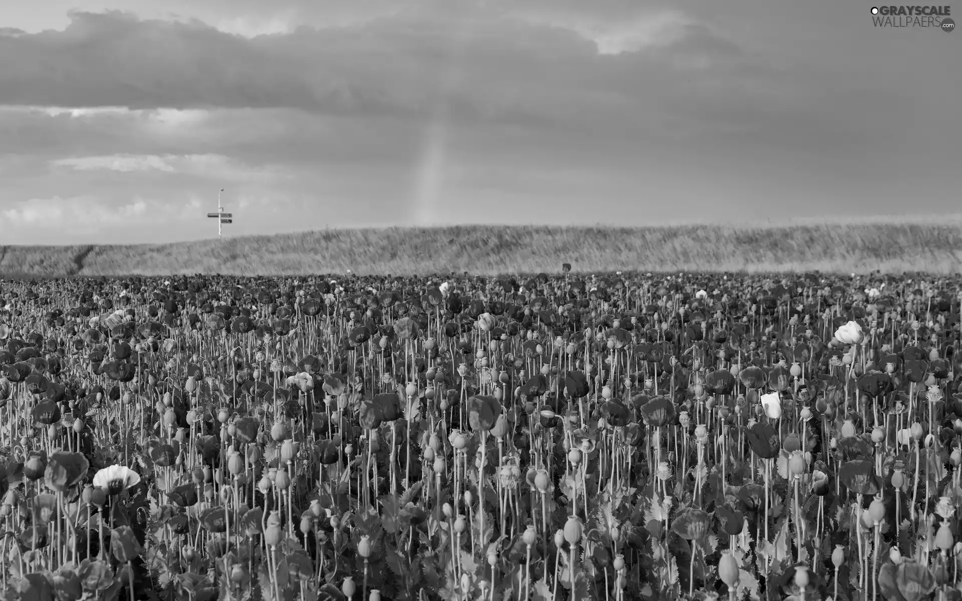 Great Rainbows, papavers, field