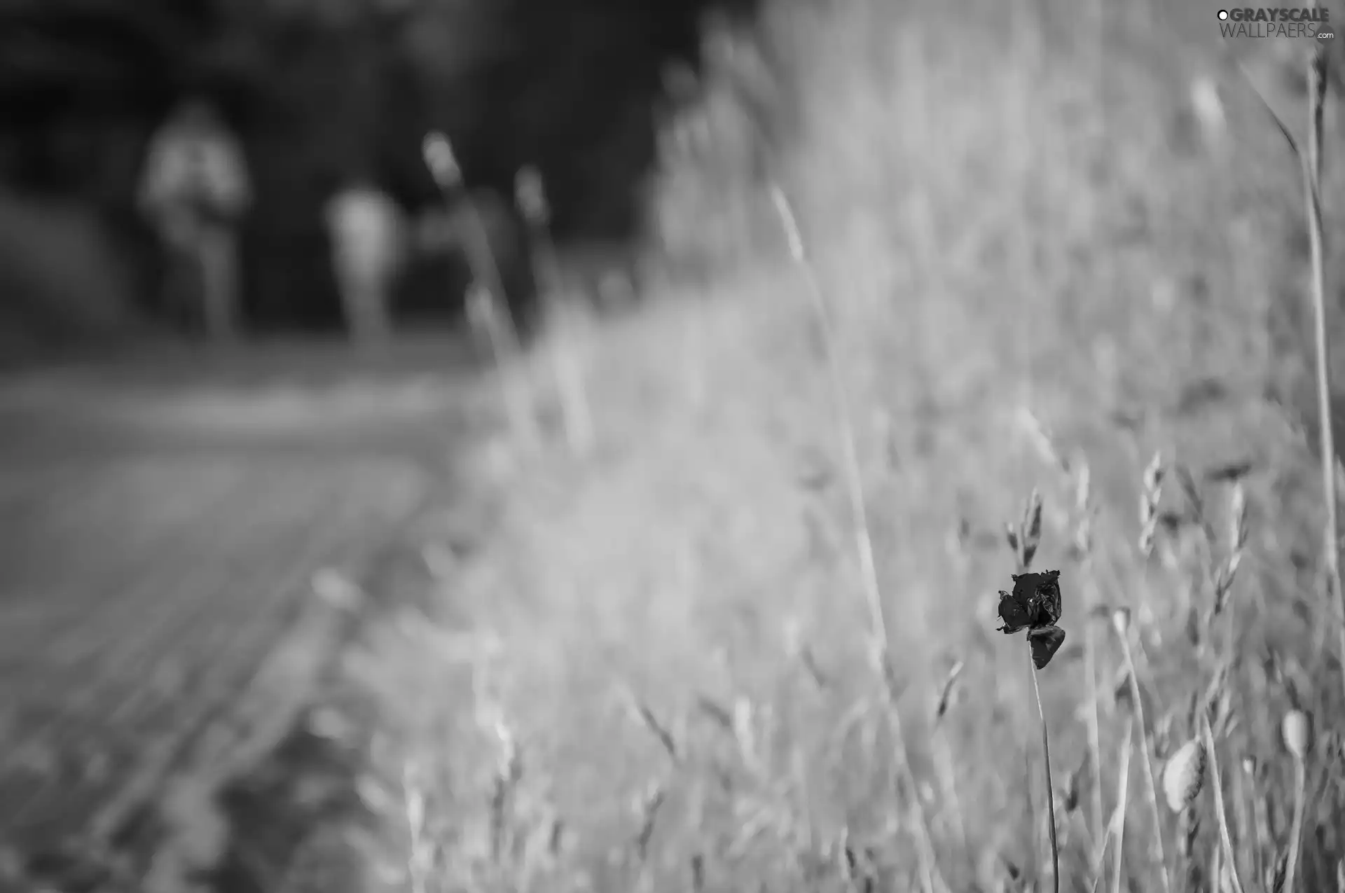 Way, red weed, Field