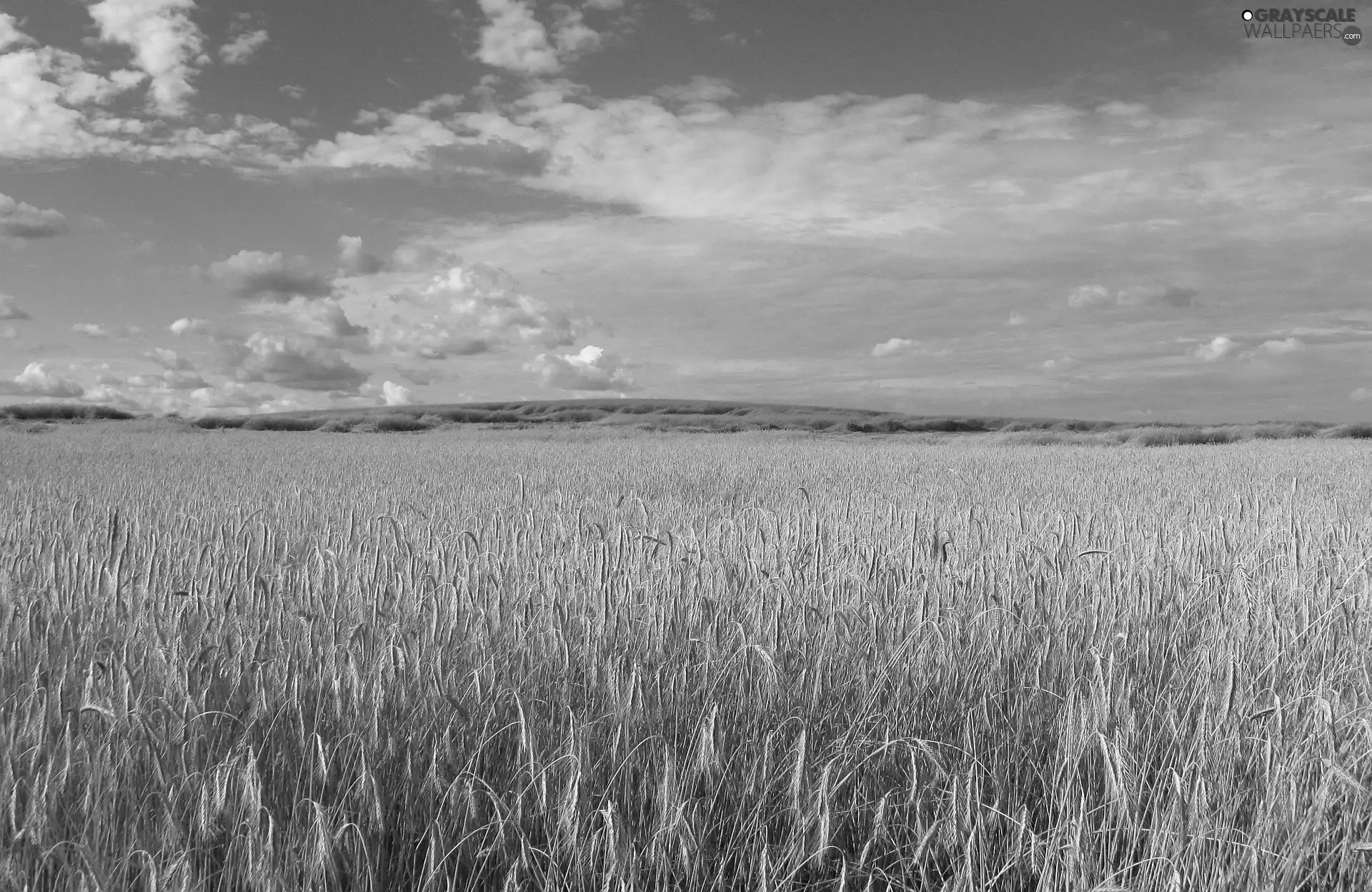 Field, summer, rye