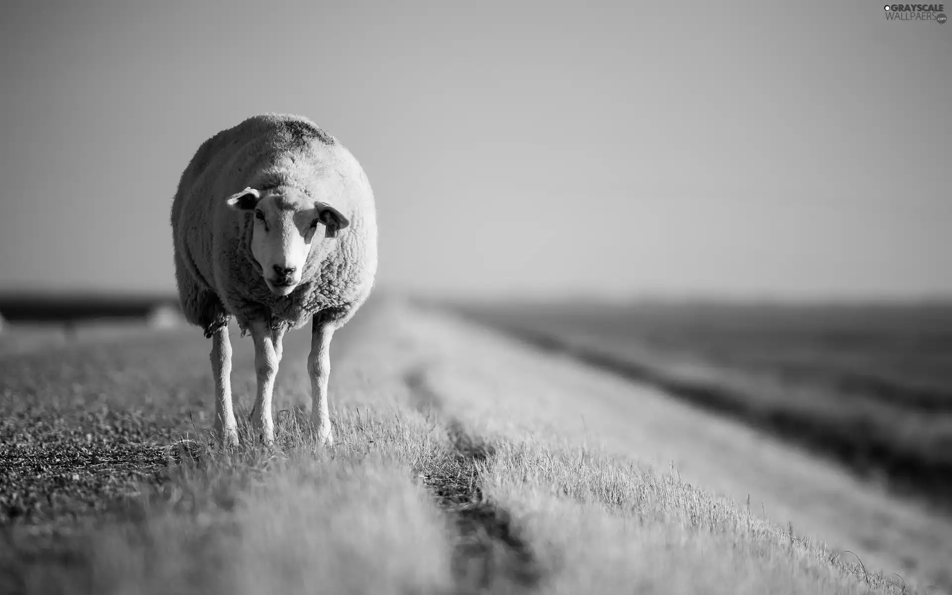 sheep, Field