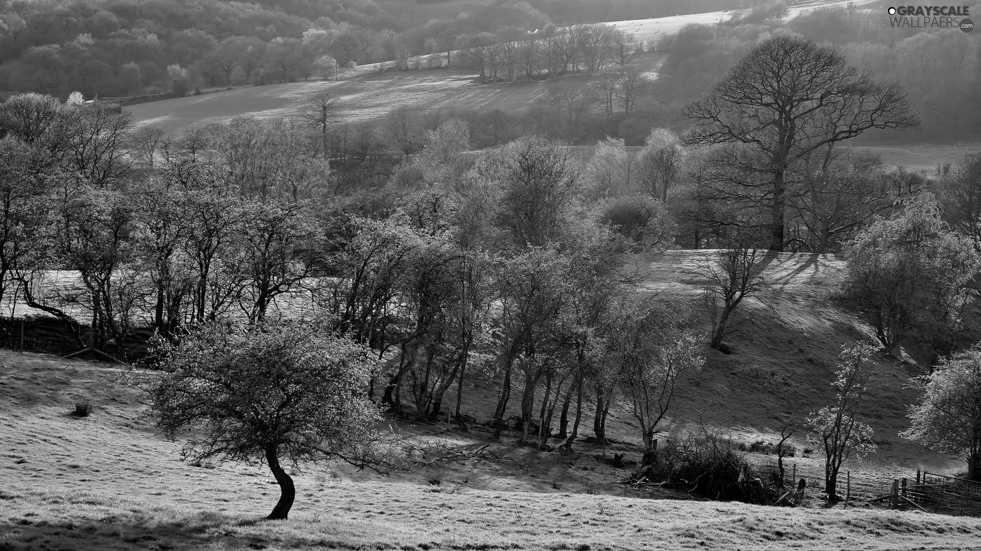 Field, Hill-side, trees, viewes, Spring