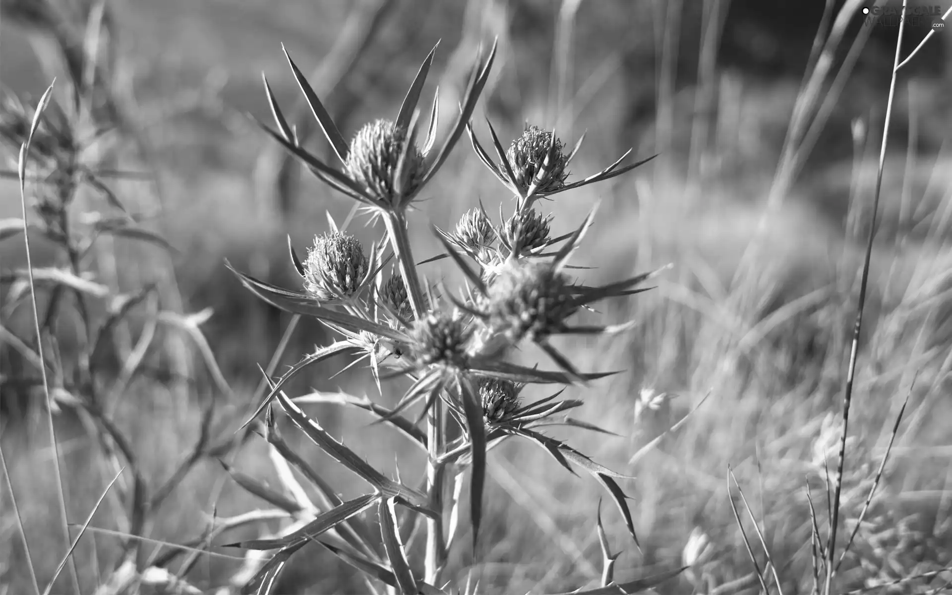 teasel, field