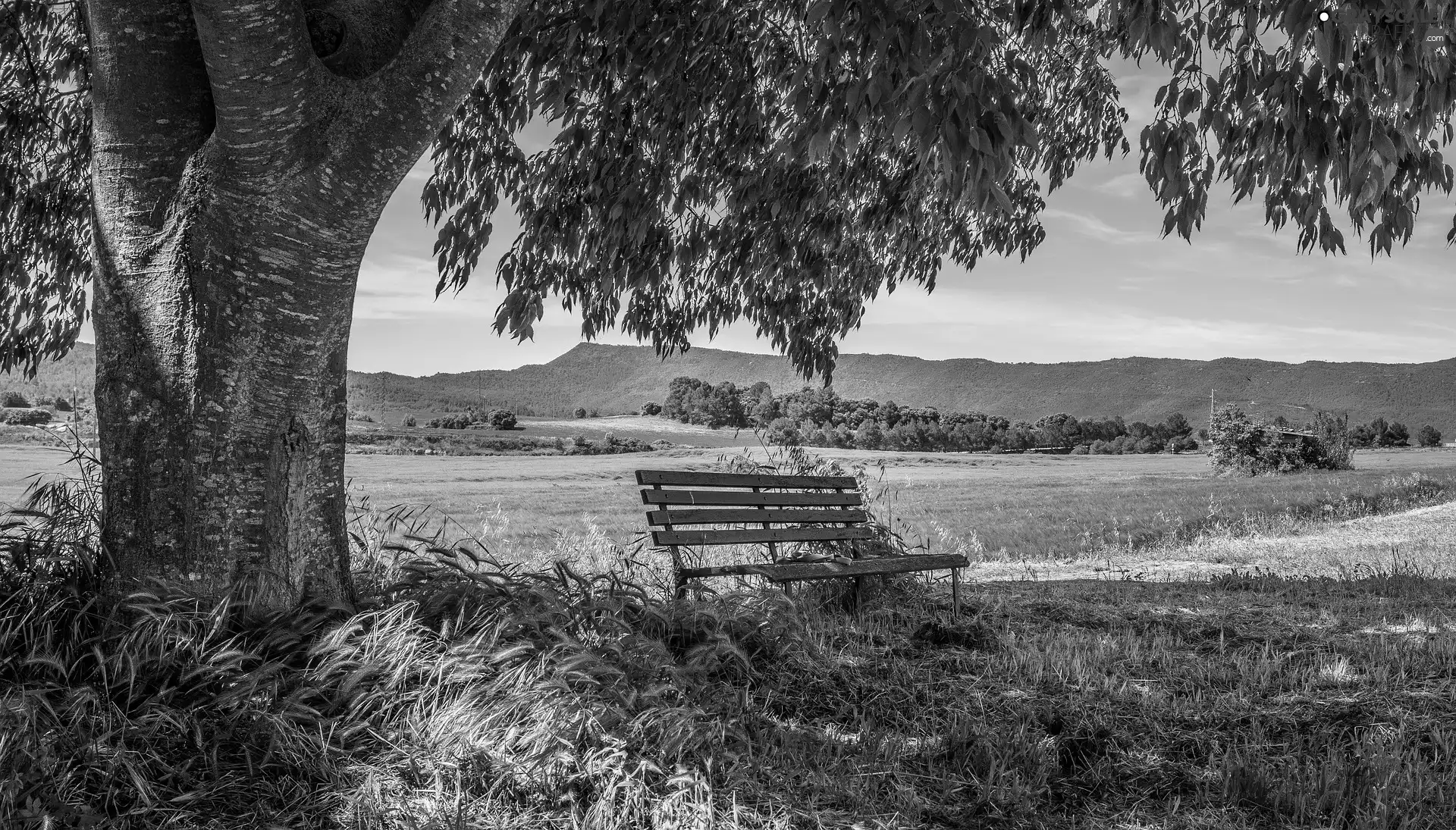 Field, Bench, trees