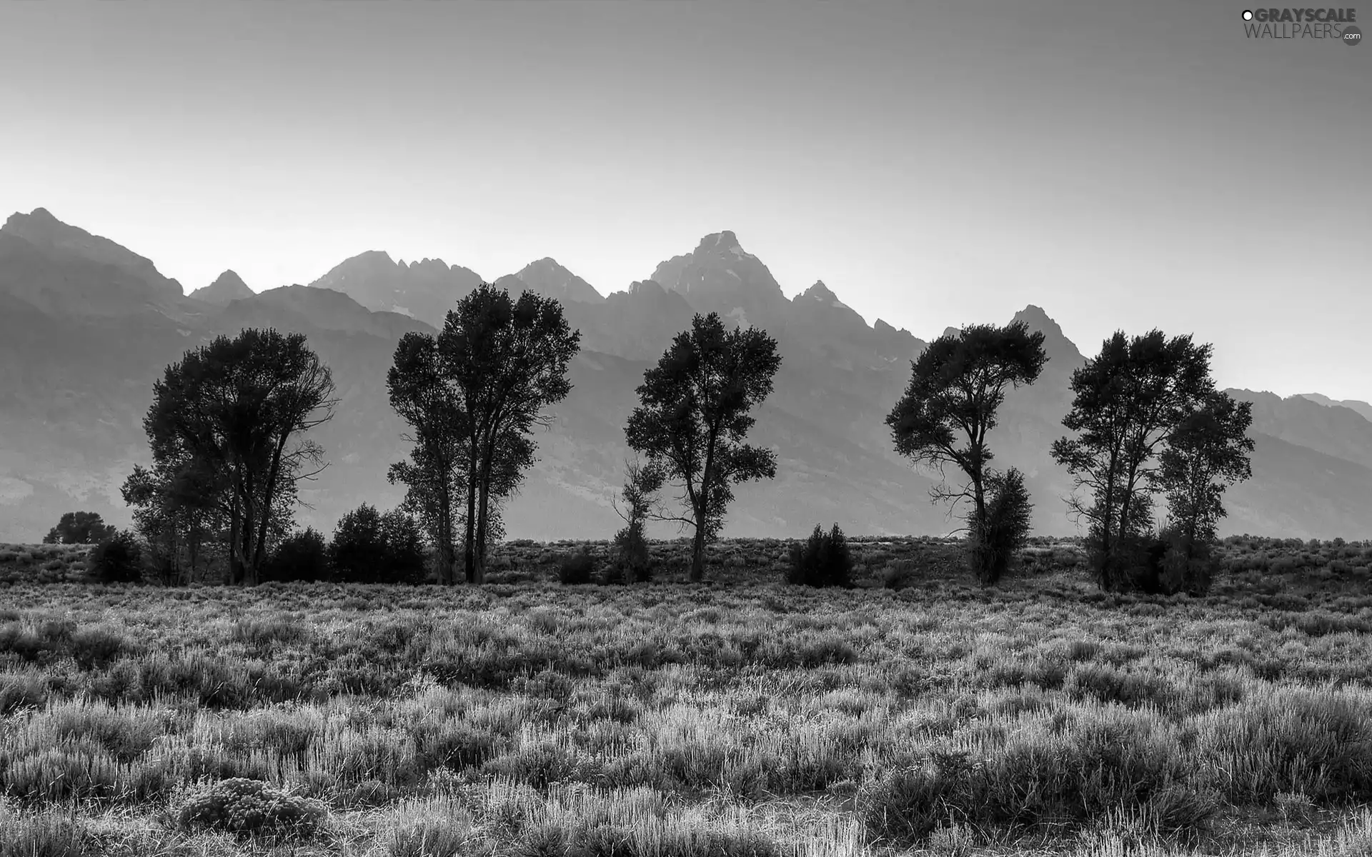 trees, Mountains, Field, viewes